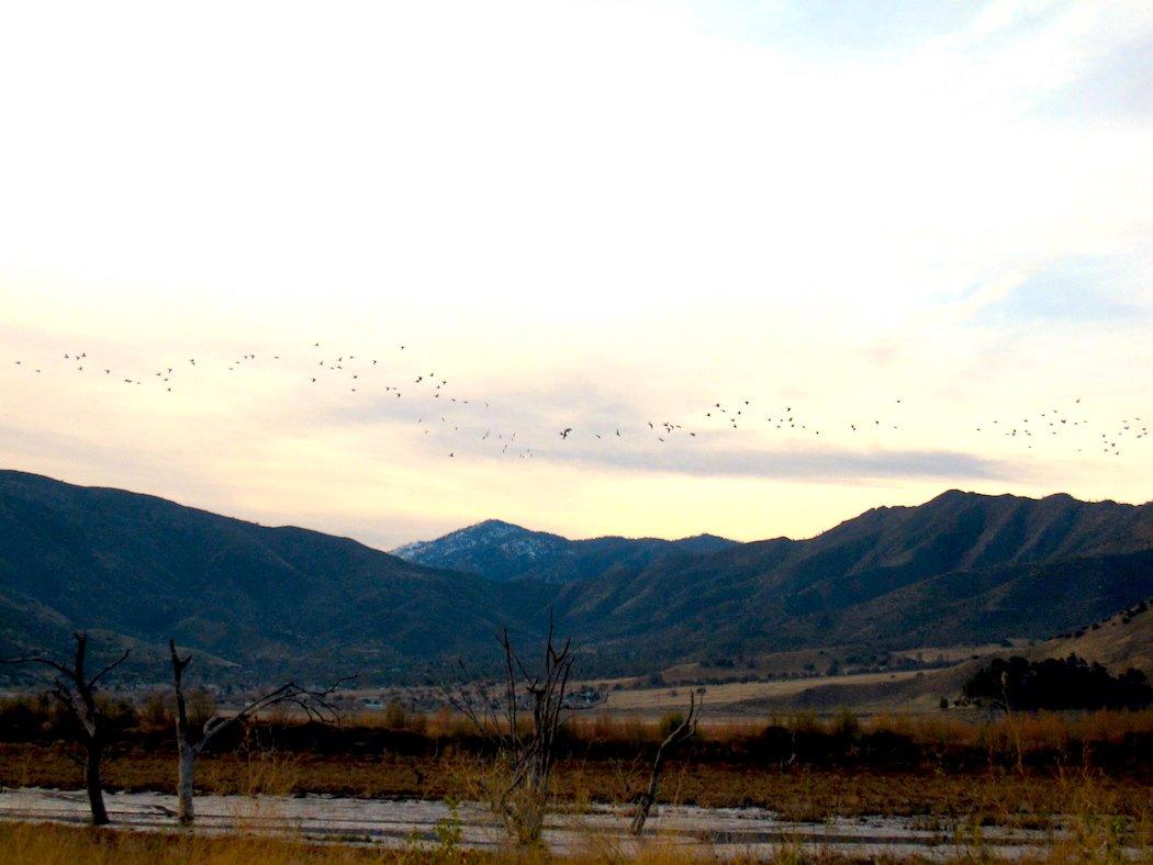 Birds were out flying in force that morning. (Kayla Nevius photo)
