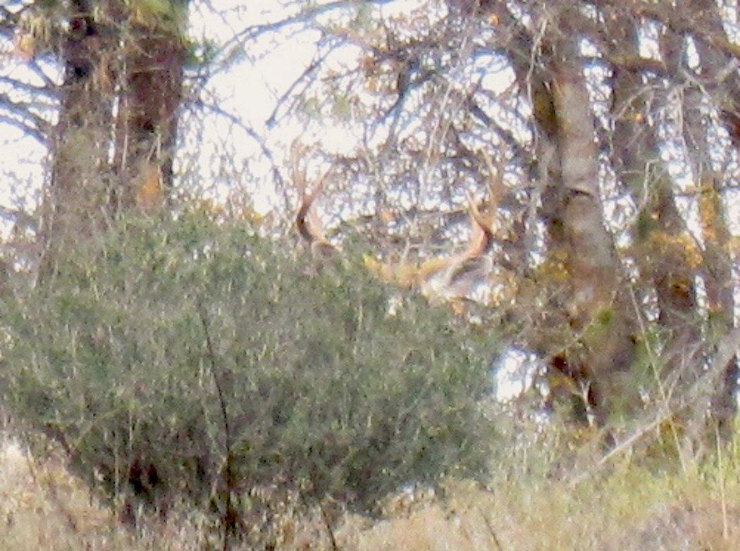 One of the bucks we spotted. You can barely see it behind the bush. (Kayla Nevius photo)