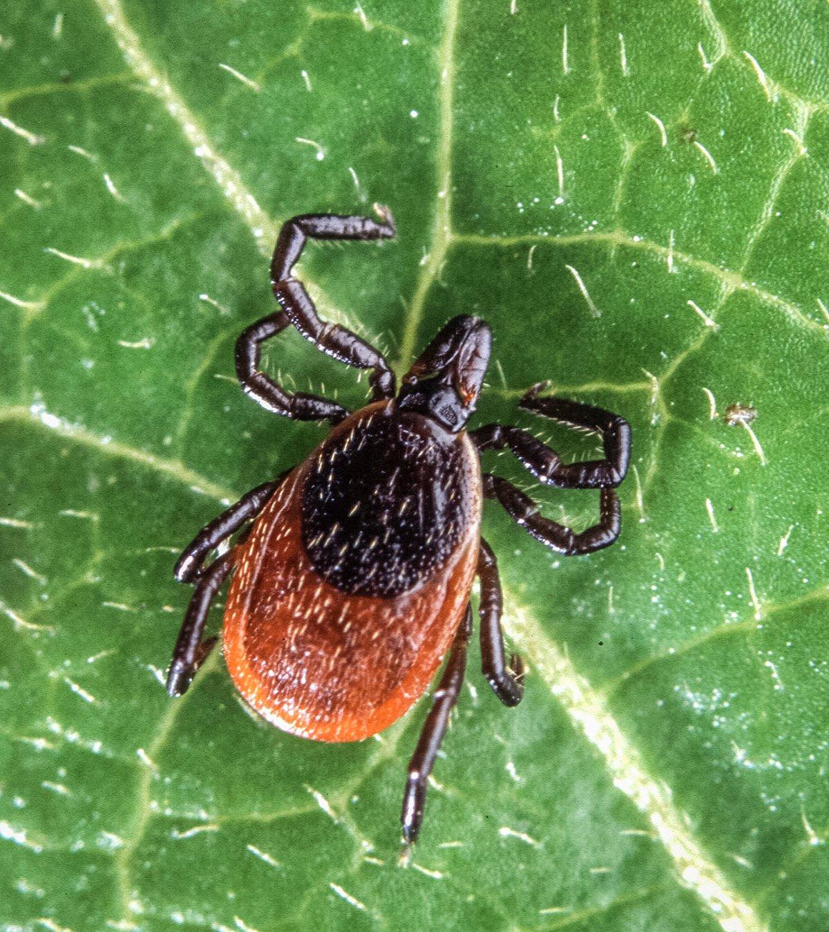 An adult deer tick. (Scott Bauer / USDA photo)