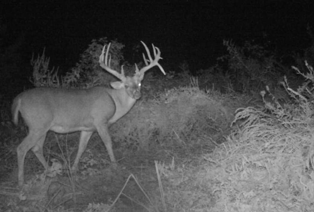 Shamble kept tabs on this deer with wireless cameras. (Patrick Shemwell photo)