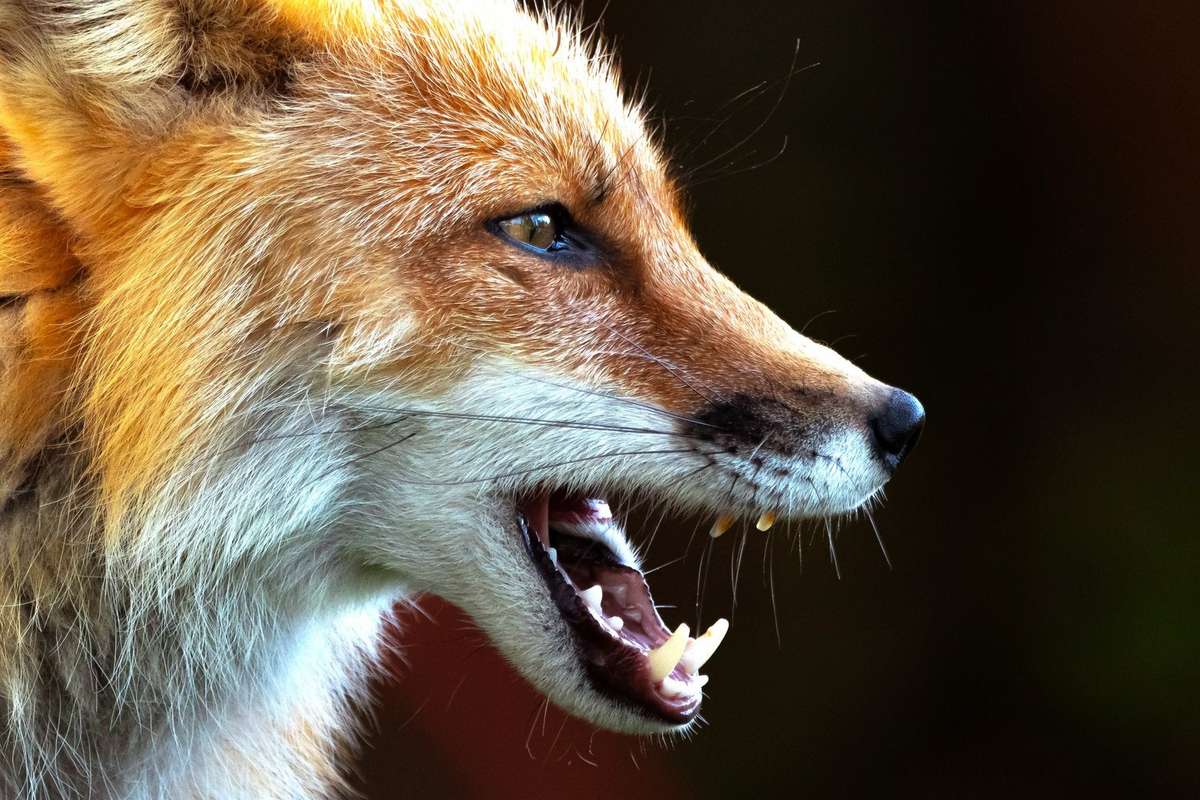 Rabid Foxes Attack People in 2 States - Realtree Camo