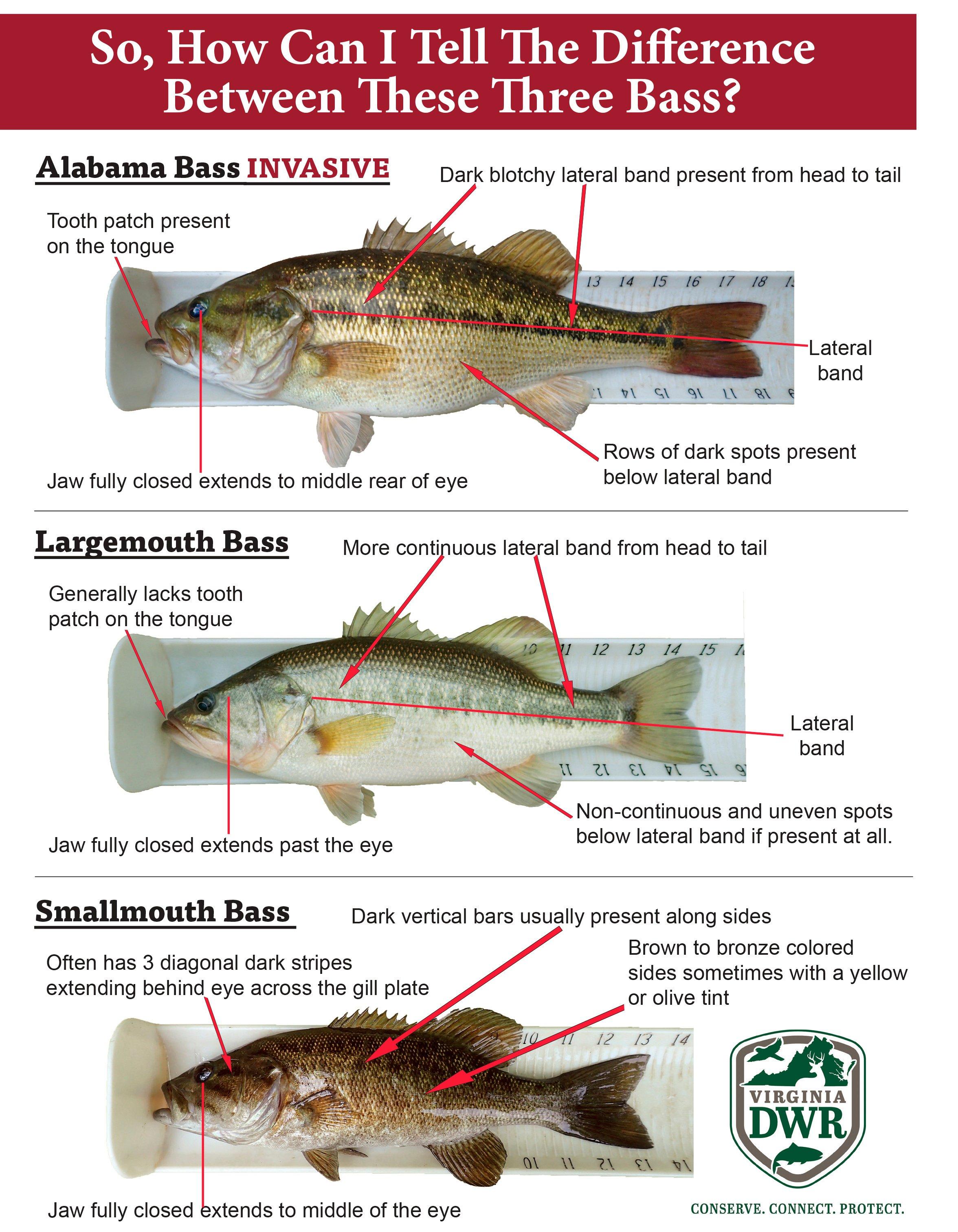 Image: al_spotted_bass_4
