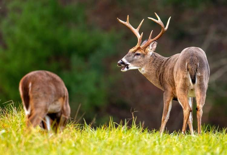 How to Score a Buck on the Boone and Crocket Scale - Realtree Store