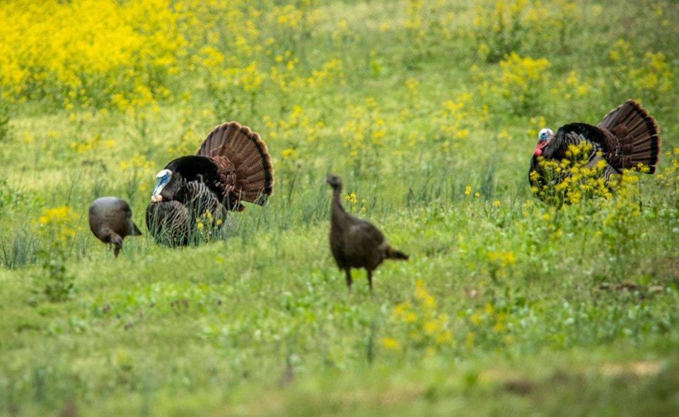 Seasons must be coordinated to allow for breeding activity to take place without interruption. Chamberlain's well-documented studies show roughly 80% of the turkey kill occurs before the peak of incubation. In short, dead gobblers equal no breeding with available hens. (© Bill Konway photo)