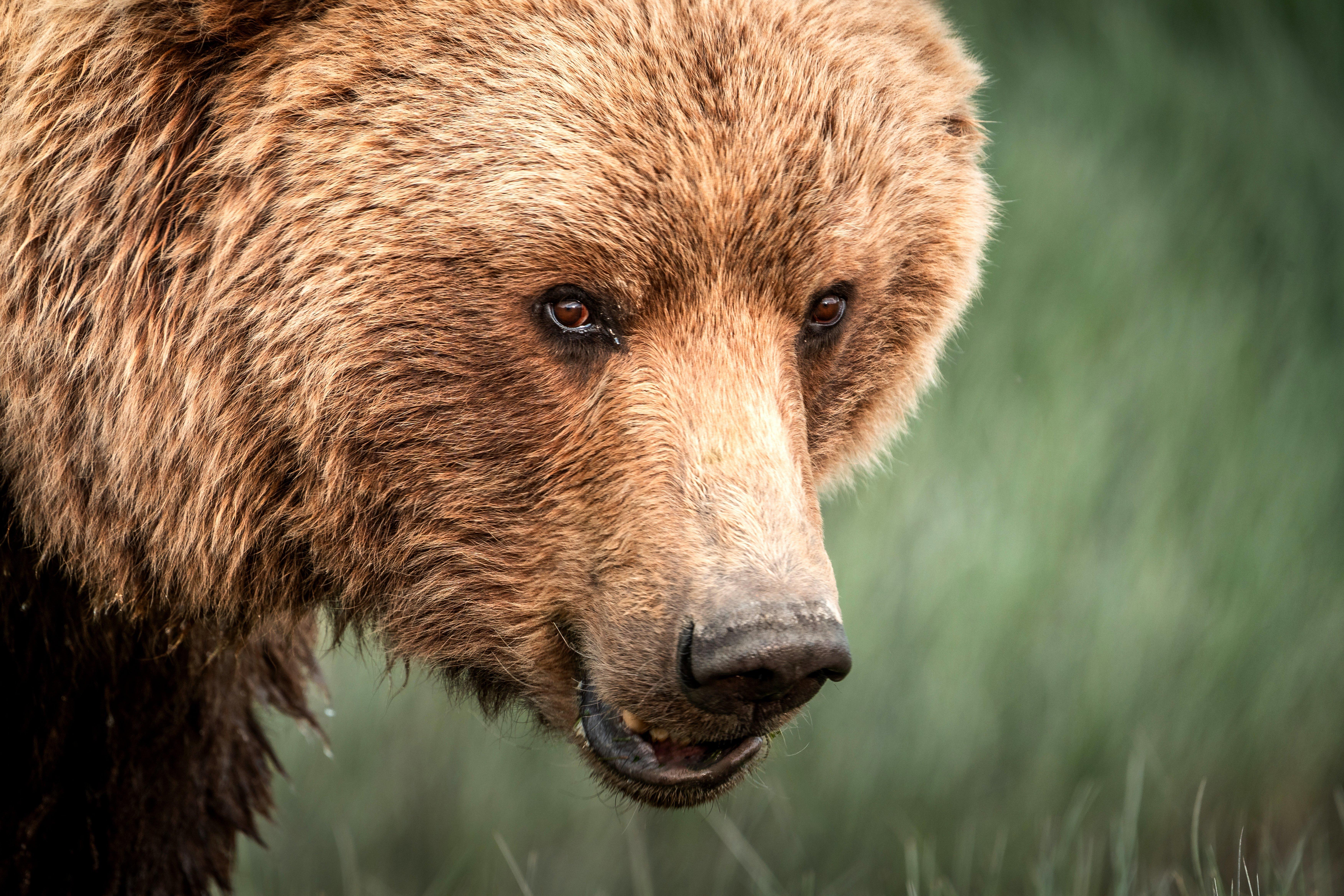 Image: alaska_brown_bear_attack