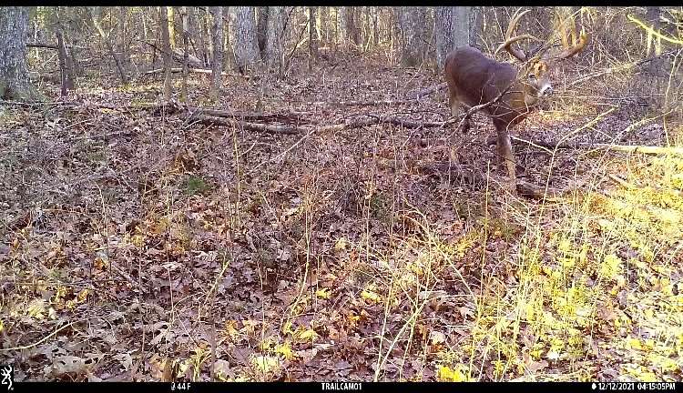  Trail camera pictures of the buck were seldom and fleeting, making it difficult to nail down a pattern. The buck's home range was expansive, but Alberini eventually pinned down a bedding area where the buck tended to lock down with does. Image courtesy of Chris Alberini