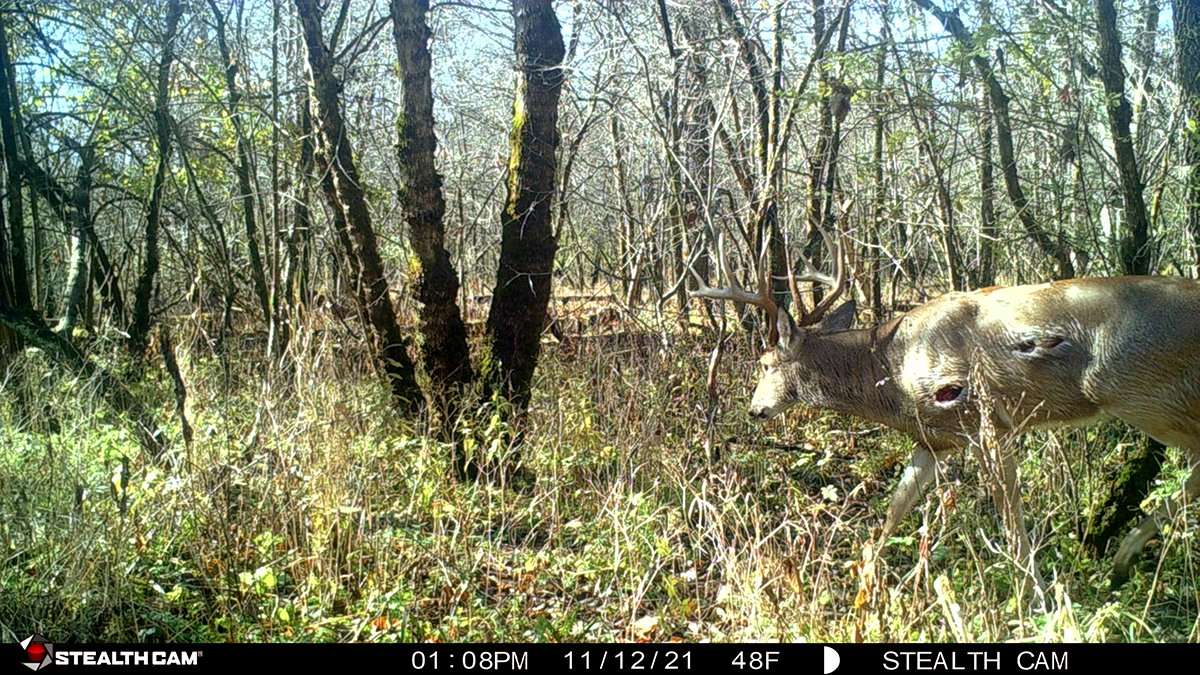 This whitetail was already a monster in 2021. Image courtesy of Alex Wieging