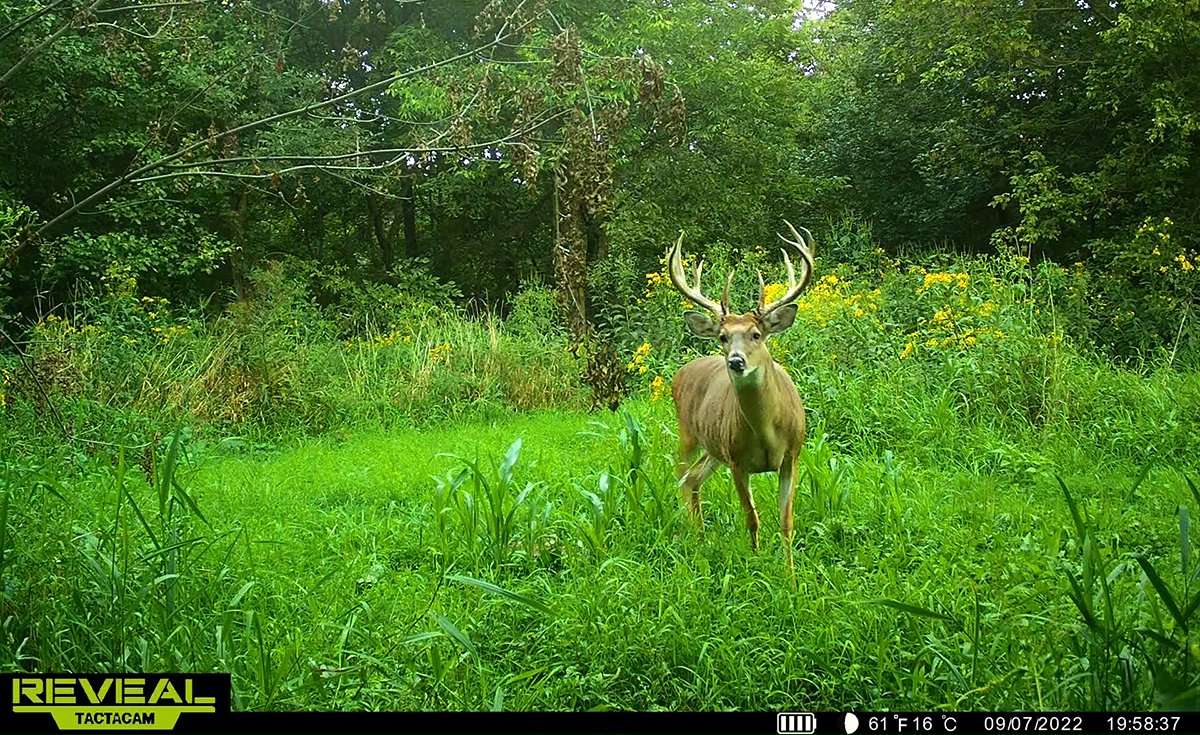 The buck packed on the inches in 2022. Image courtesy of Alex Wieging The buck packed on the inches in 2022. Image courtesy of Alex Wieging