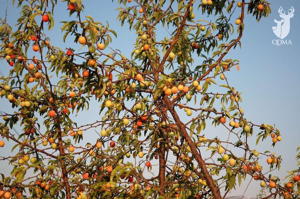 Wild American Plum 