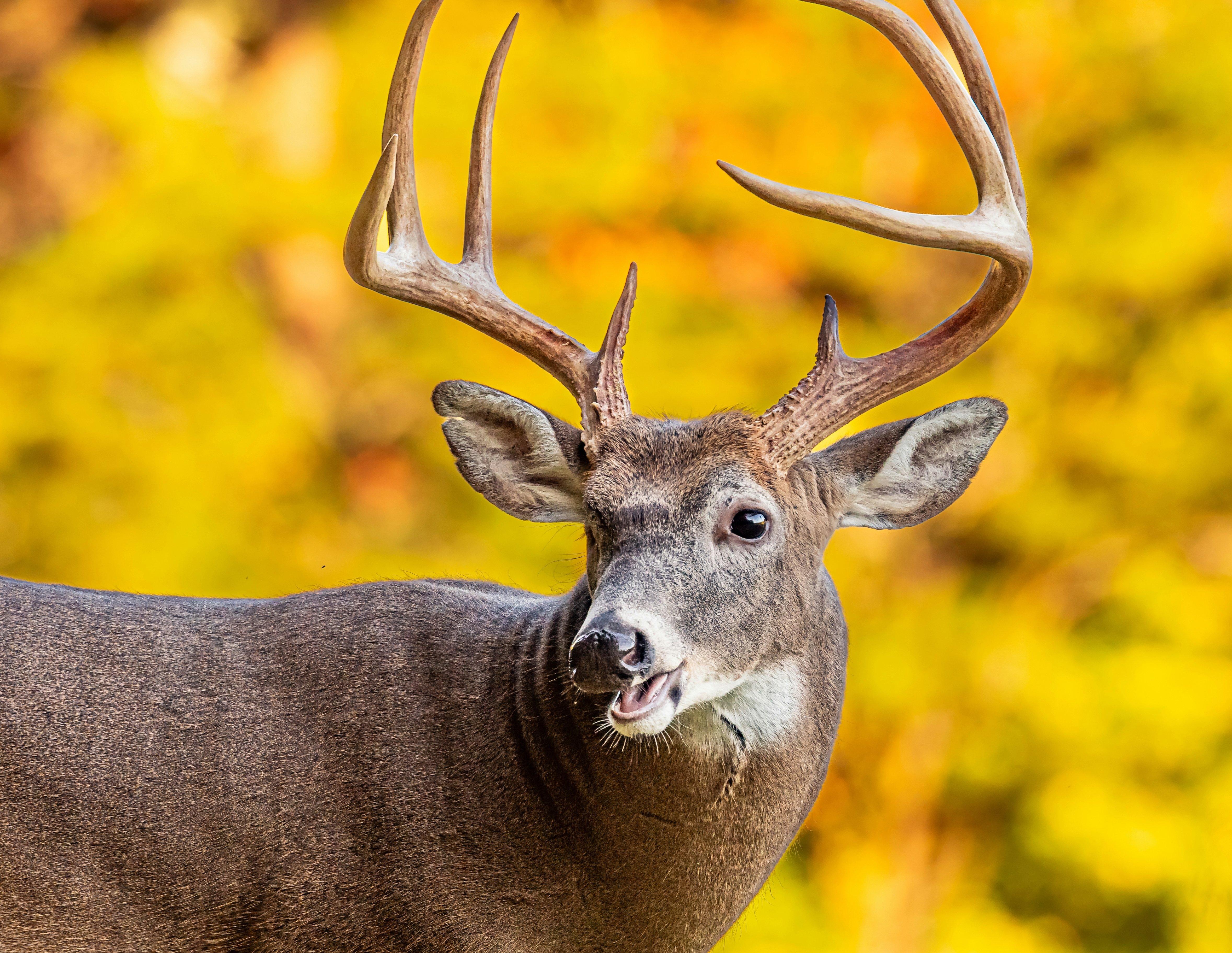 The 2026 Northeast Deer Season Forecast - Realtree Camo