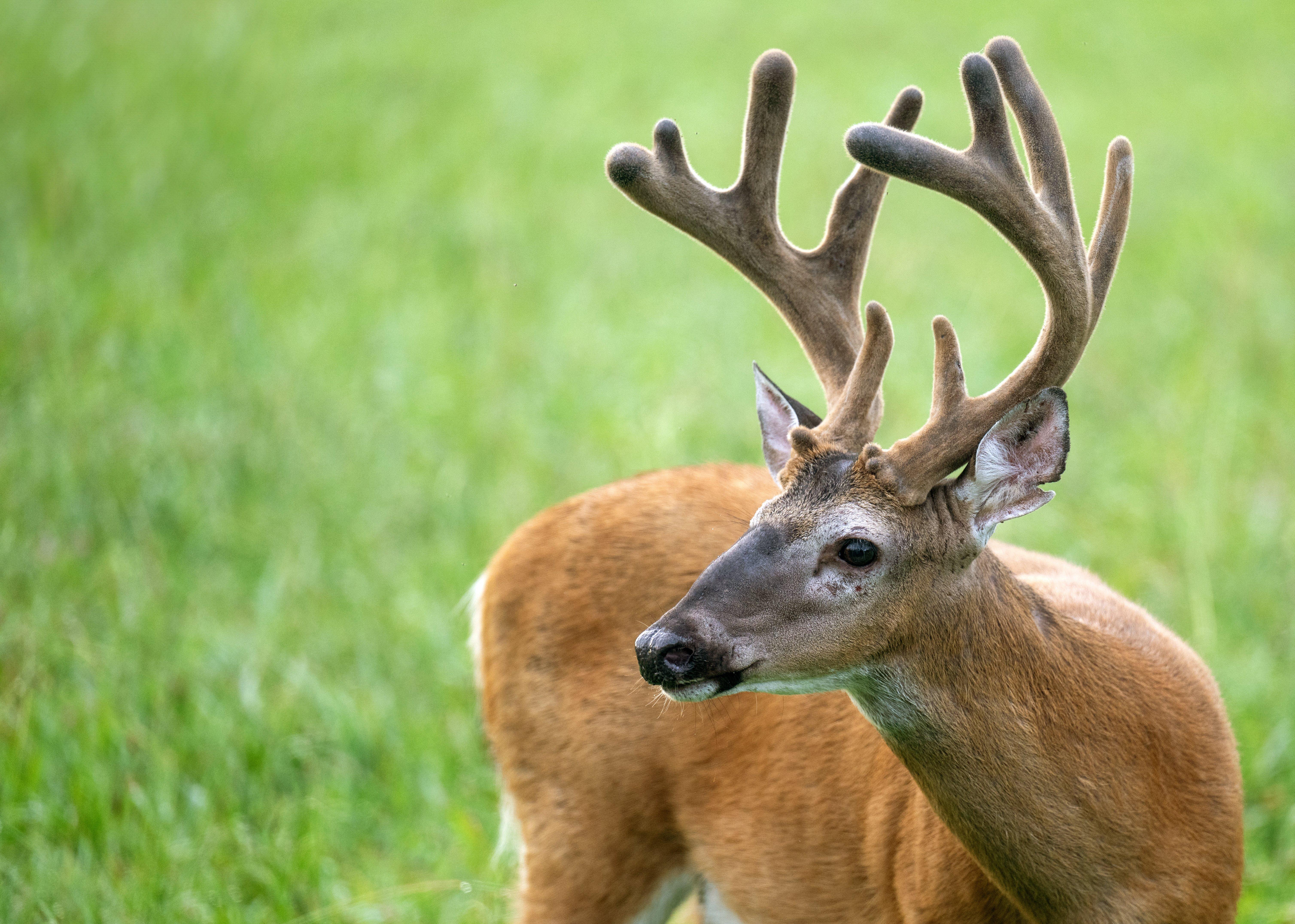 Image: antler_facts