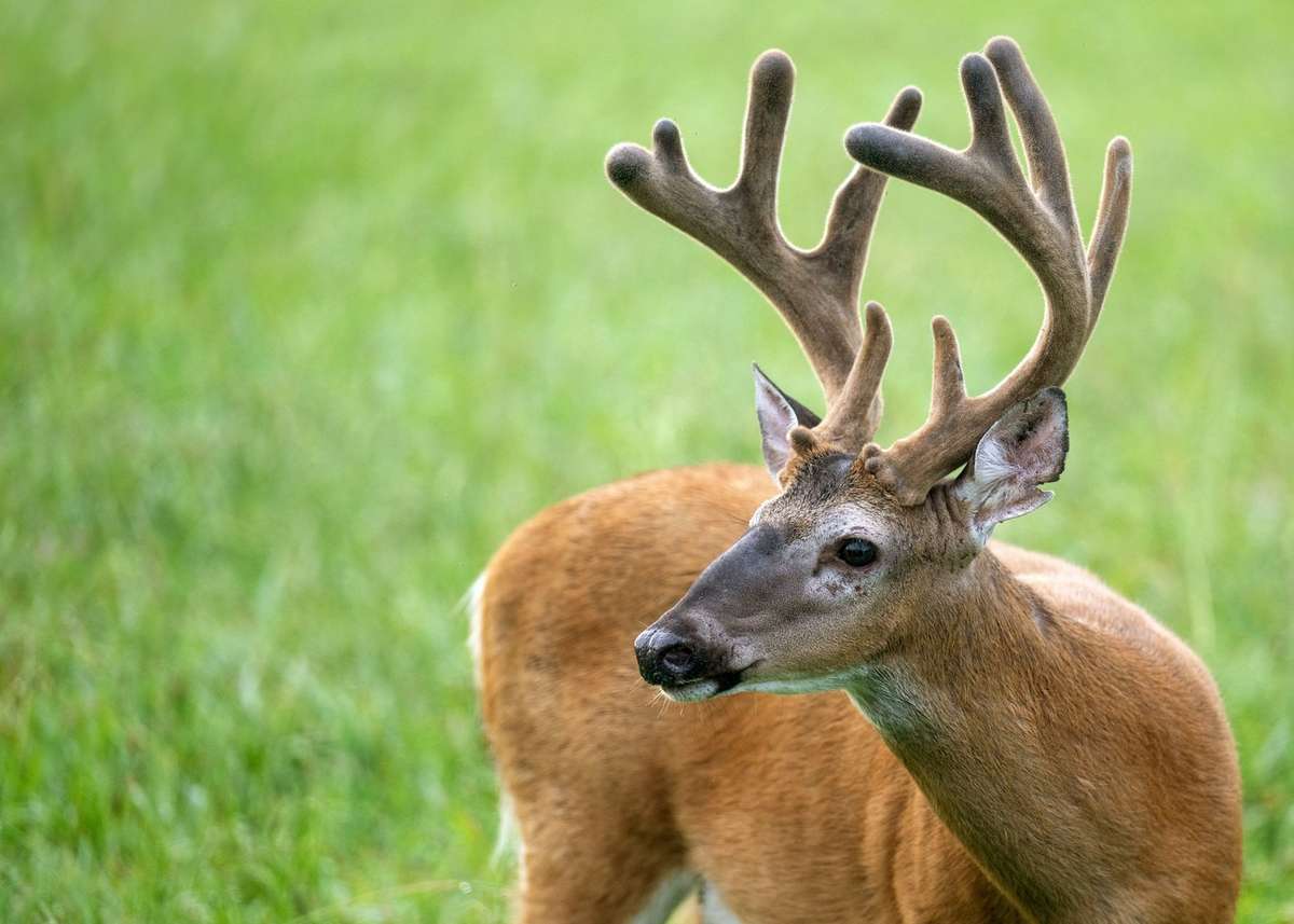 Why Do Velvet Racks Look So Big? (and 14 Other Facts About Deer Antlers ...