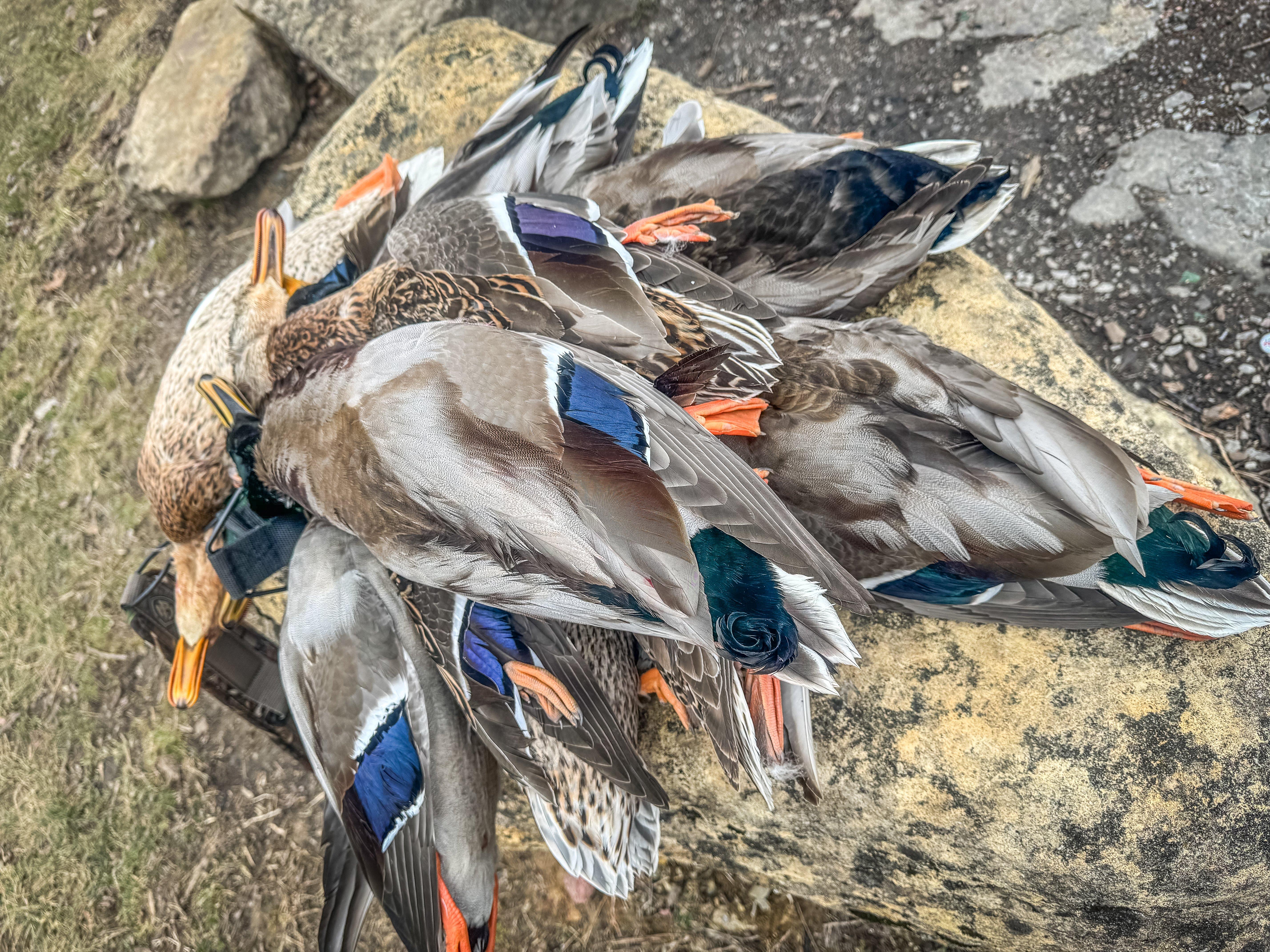 Image: apricot_duck_1