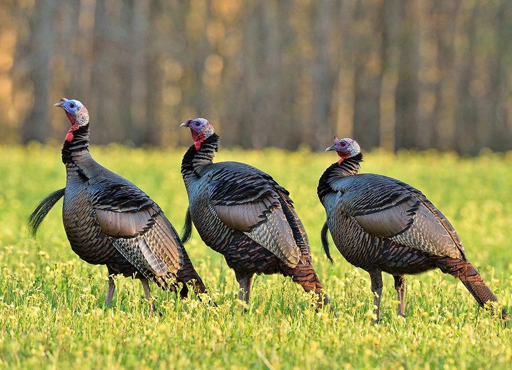 Make sure you check with your state's deparment of conservation for closures and changes before your hunt. -- Image by Tes Randle Jolly 