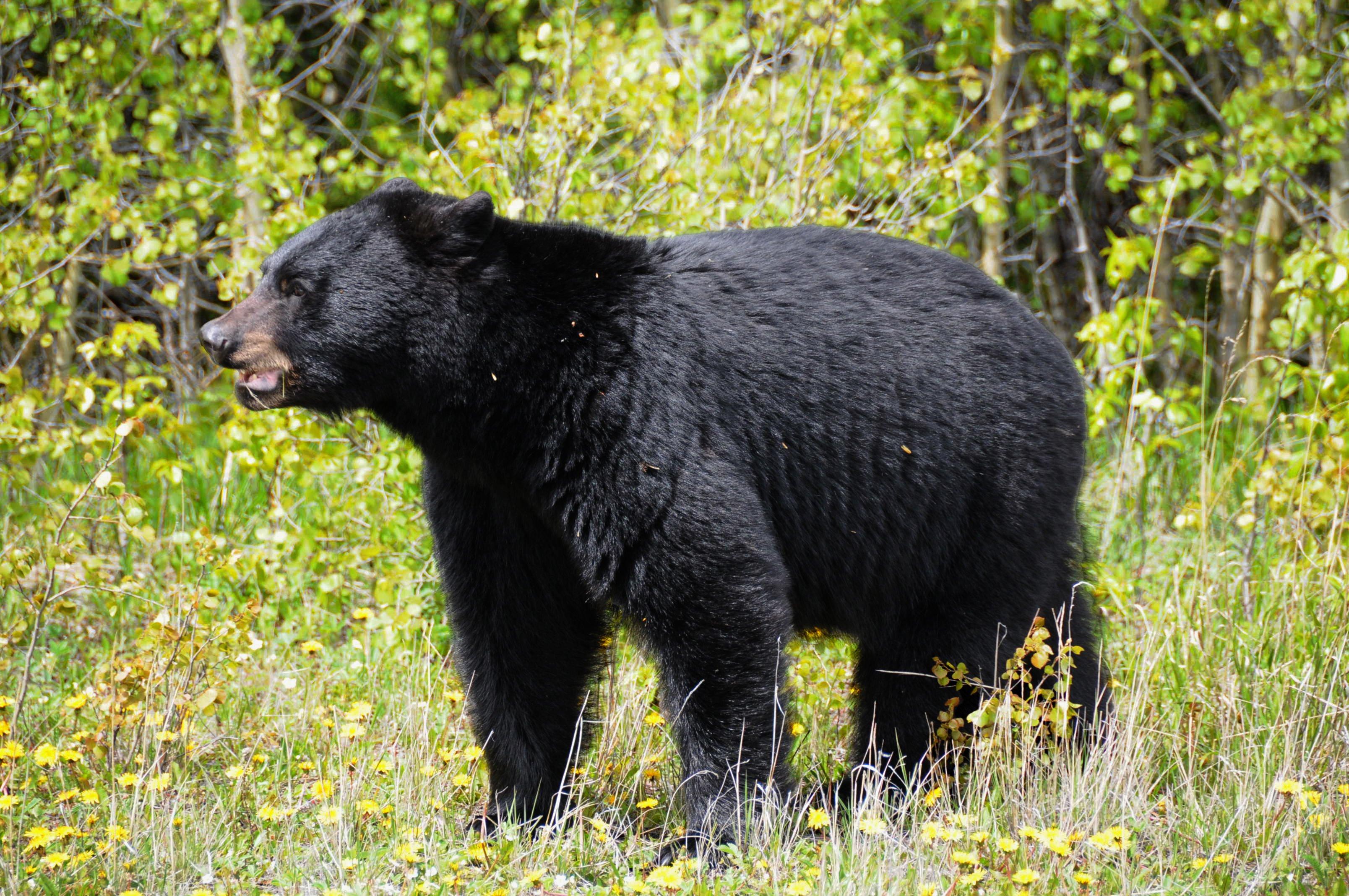 Image: arkansas_black_bear