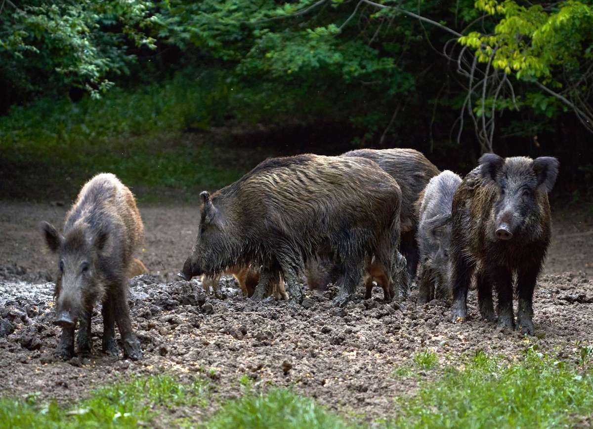 Arkansas Making Strides in Controlling Feral Hog Population - Realtree Camo