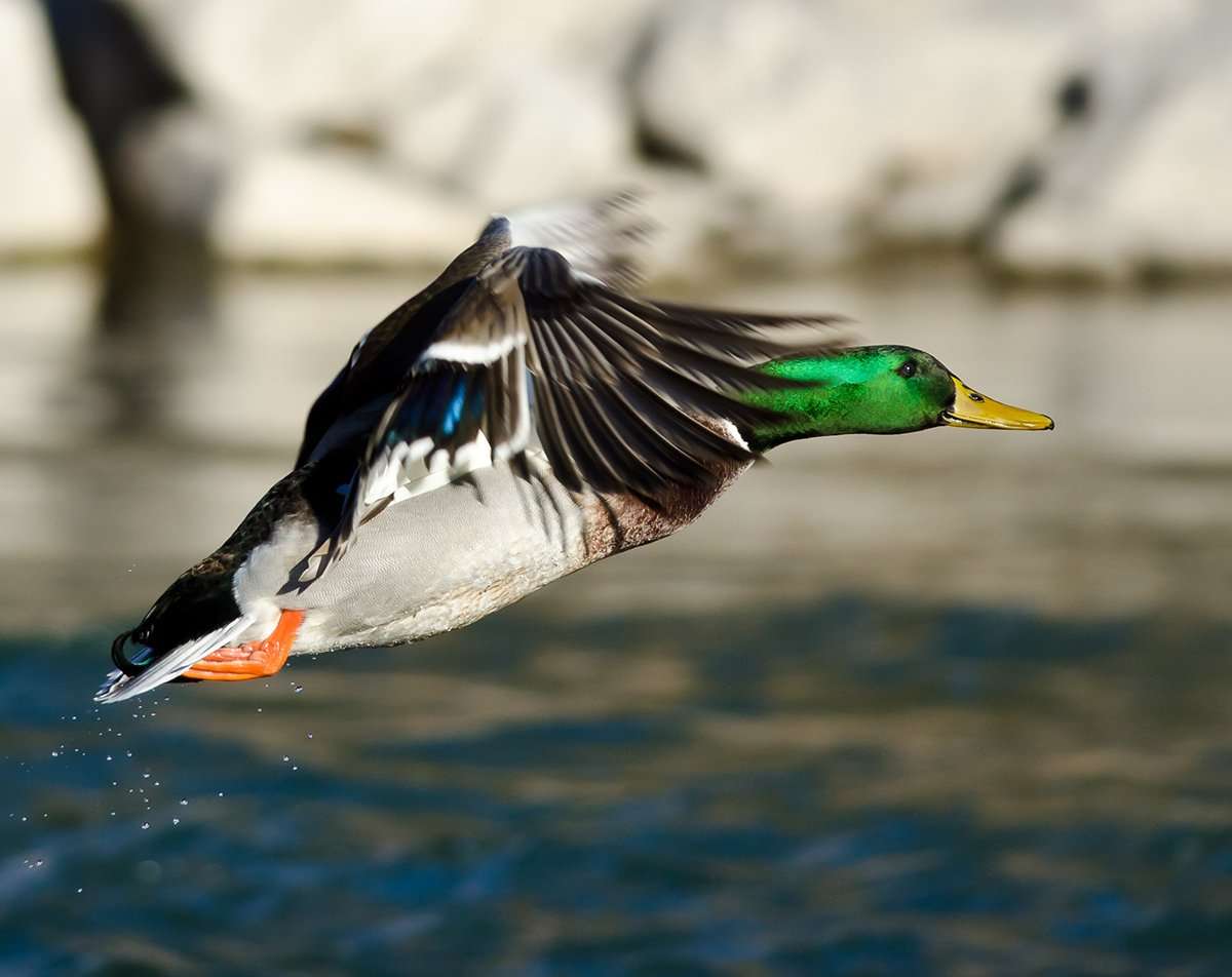 Photo © rck_953/Shutterstock Photo © rck_953/Shutterstock