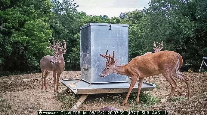 The Arkenaus followed this deer for quite a while before finally arrowing it. Image by Cole Arkenau