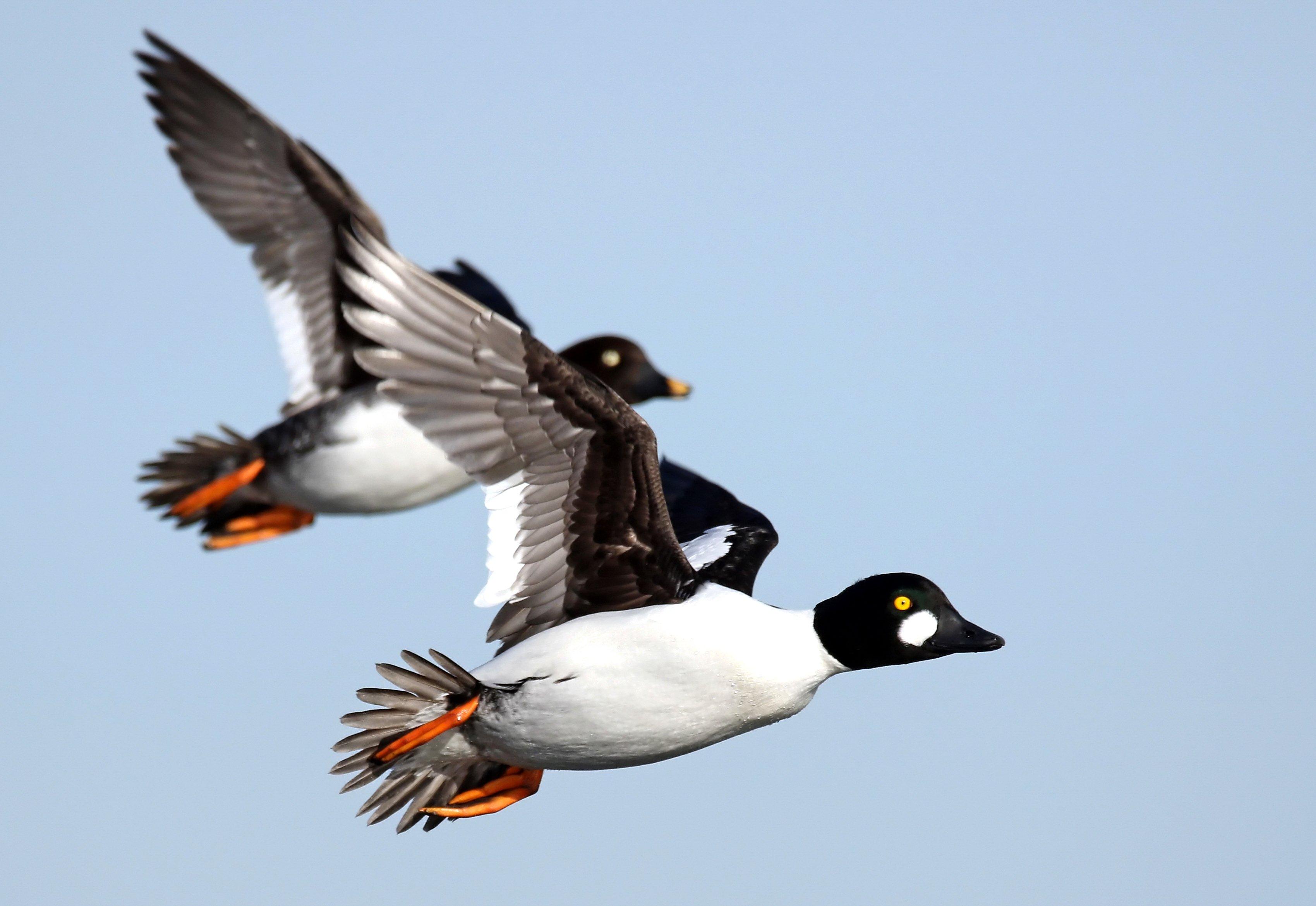 Image: atlantic_flyway_goldeneye