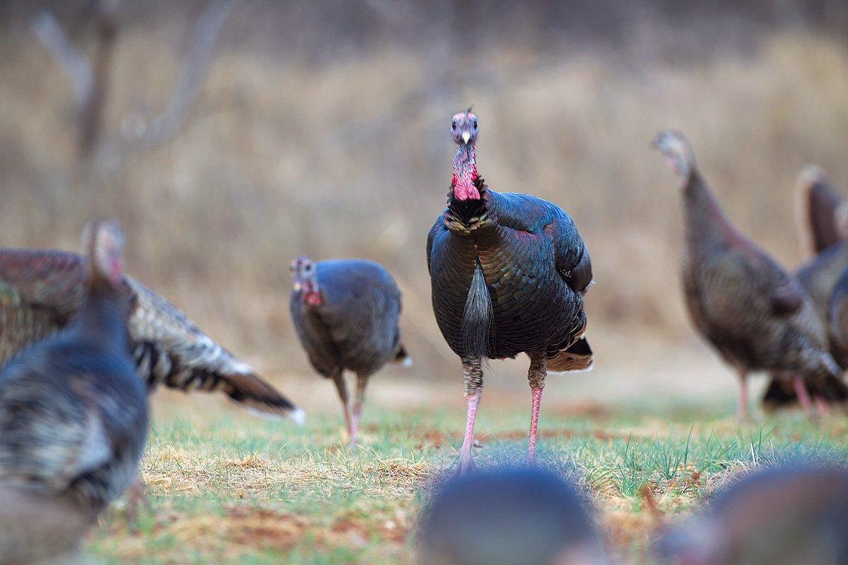 While fall turkeys are often in family flocks, gobbler gangs or broodless hen groups, limited food sources will congregate all three kinds. (© Russell Graves photo)