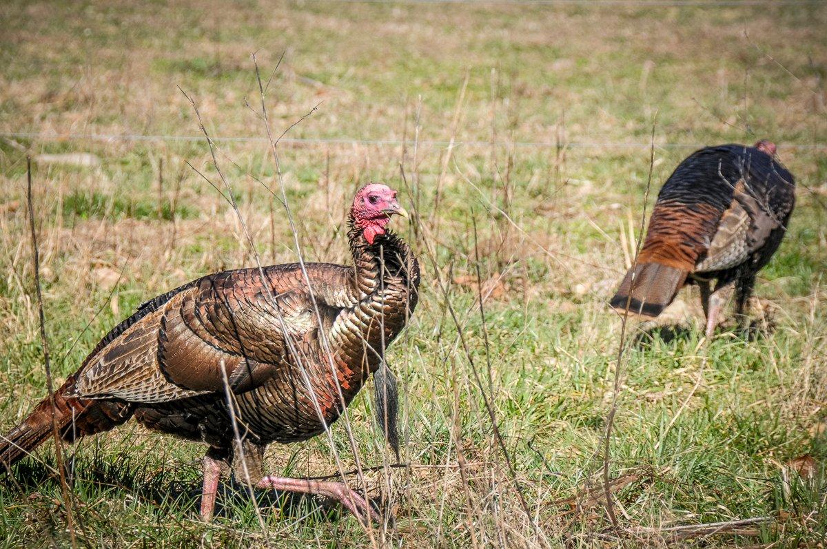 Starting this fall, gun hunters can kill only one tom in the 14 Oklahoma counties that previously permitted either-sex harvest. (© Stephanie Mallory photo)