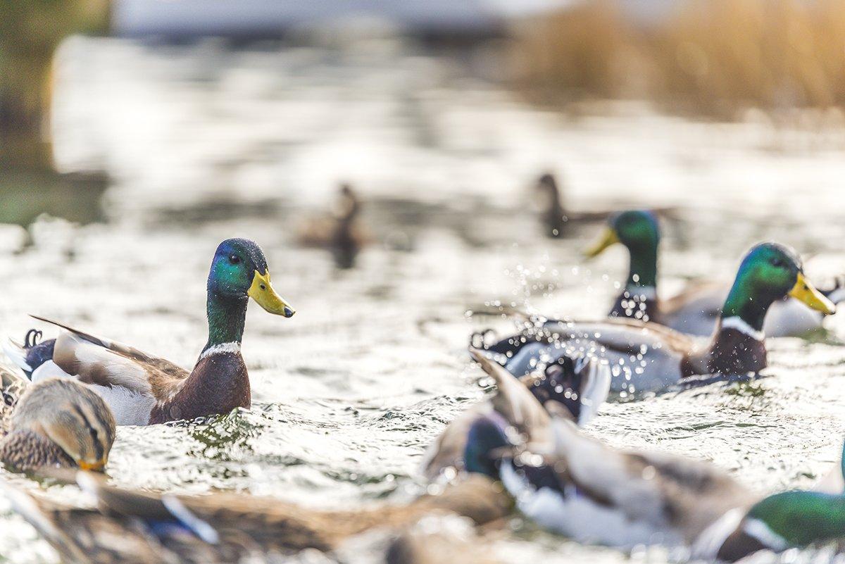 Photo © Cchecubus/Shutterstock