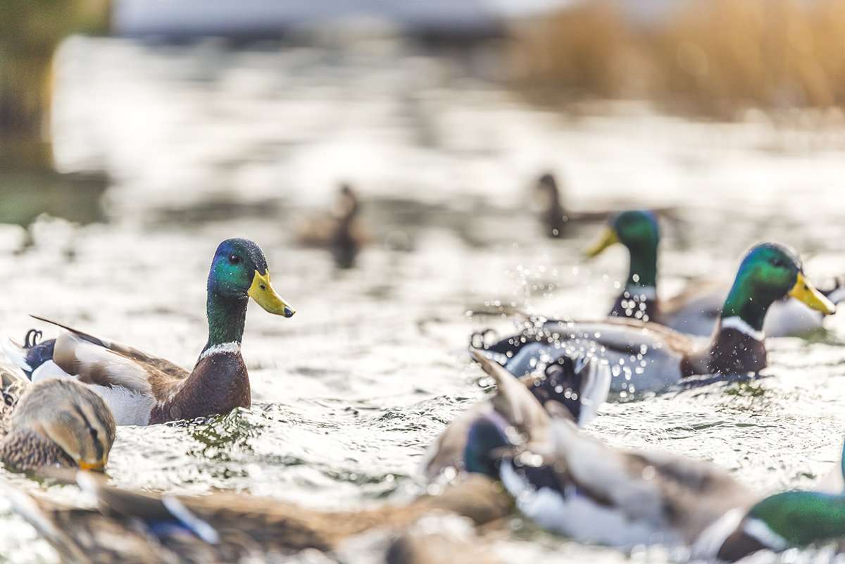 Photo © Cchecubus/Shutterstock Photo © Cchecubus/Shutterstock