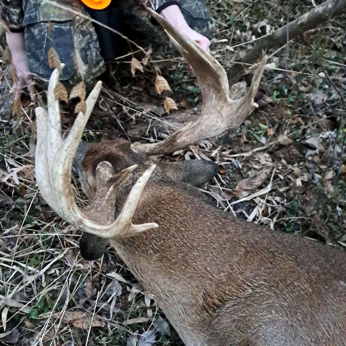 While the buck wasn't particularly tall or wide, it featured amazing mass all the way out.