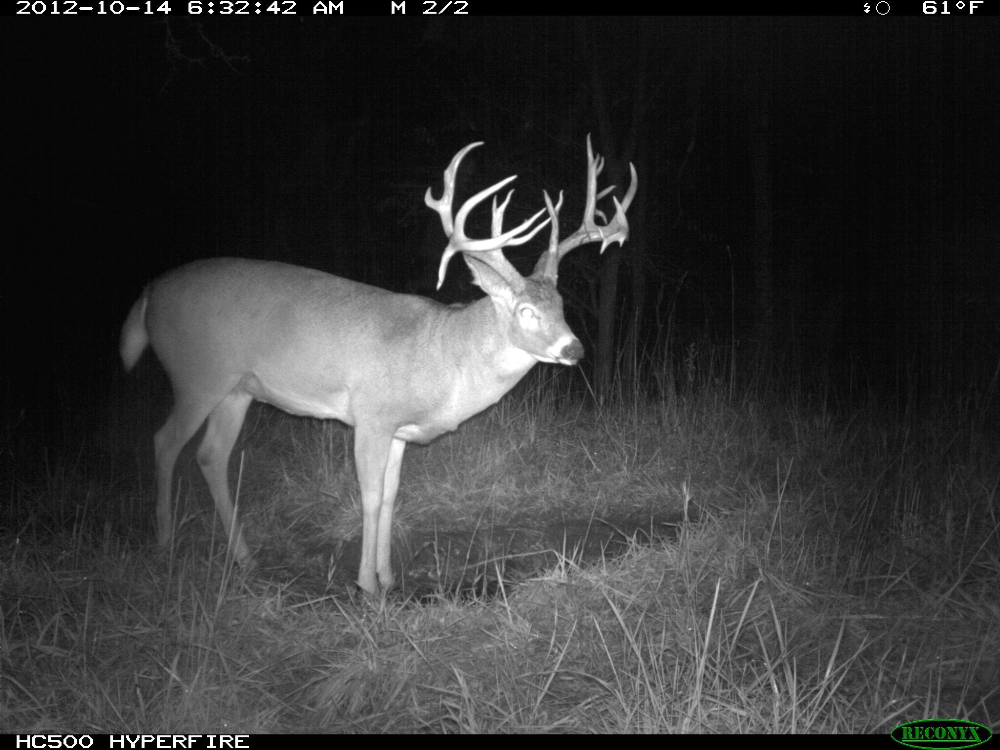 Baby 8 at 4 years old