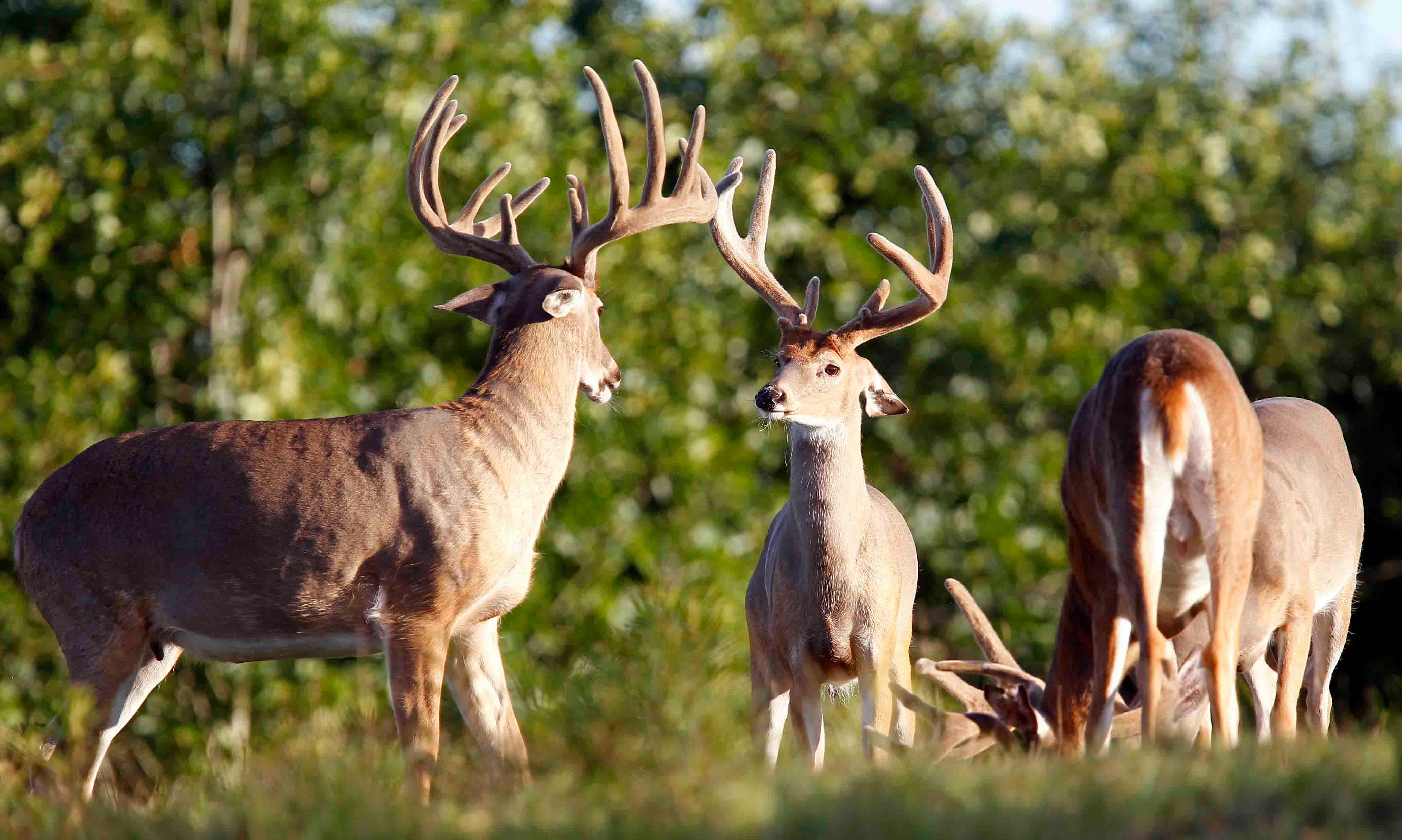 Top 5 Hunts for Velvet Bucks - Realtree Camo