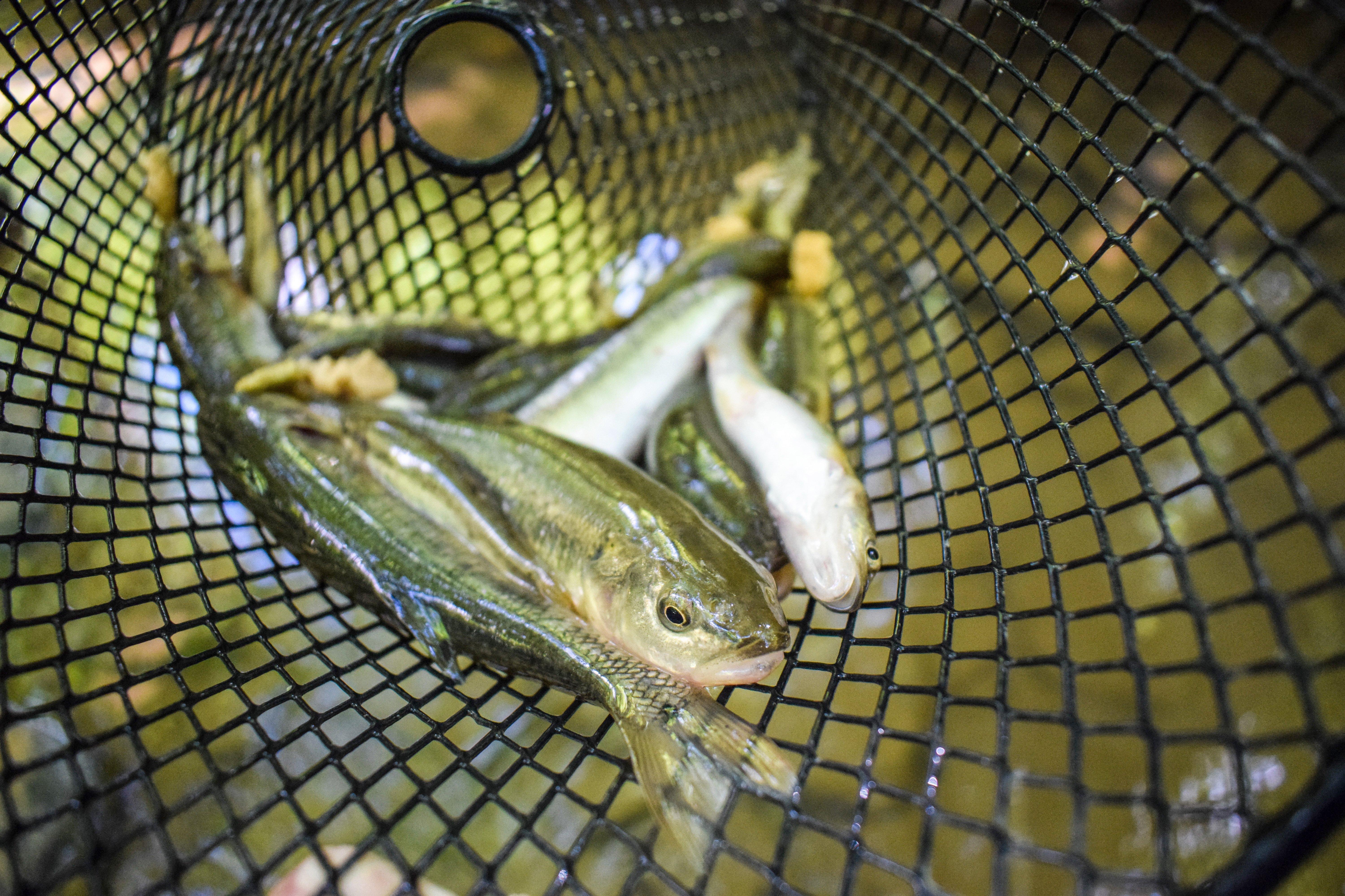 Image: bait_rig_1