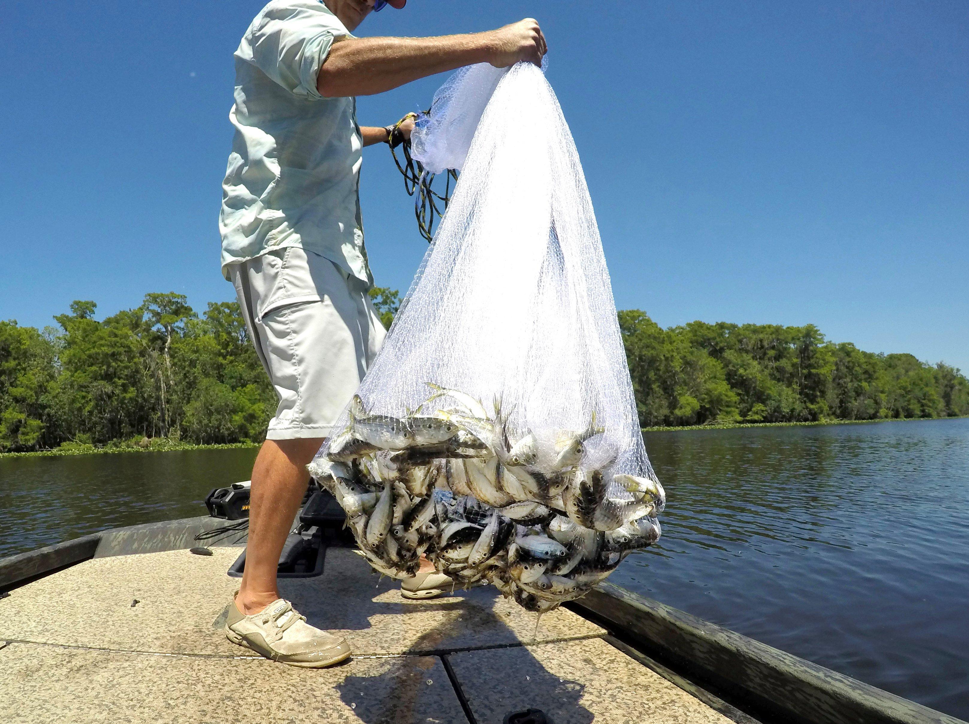 Image: bait_rig_6