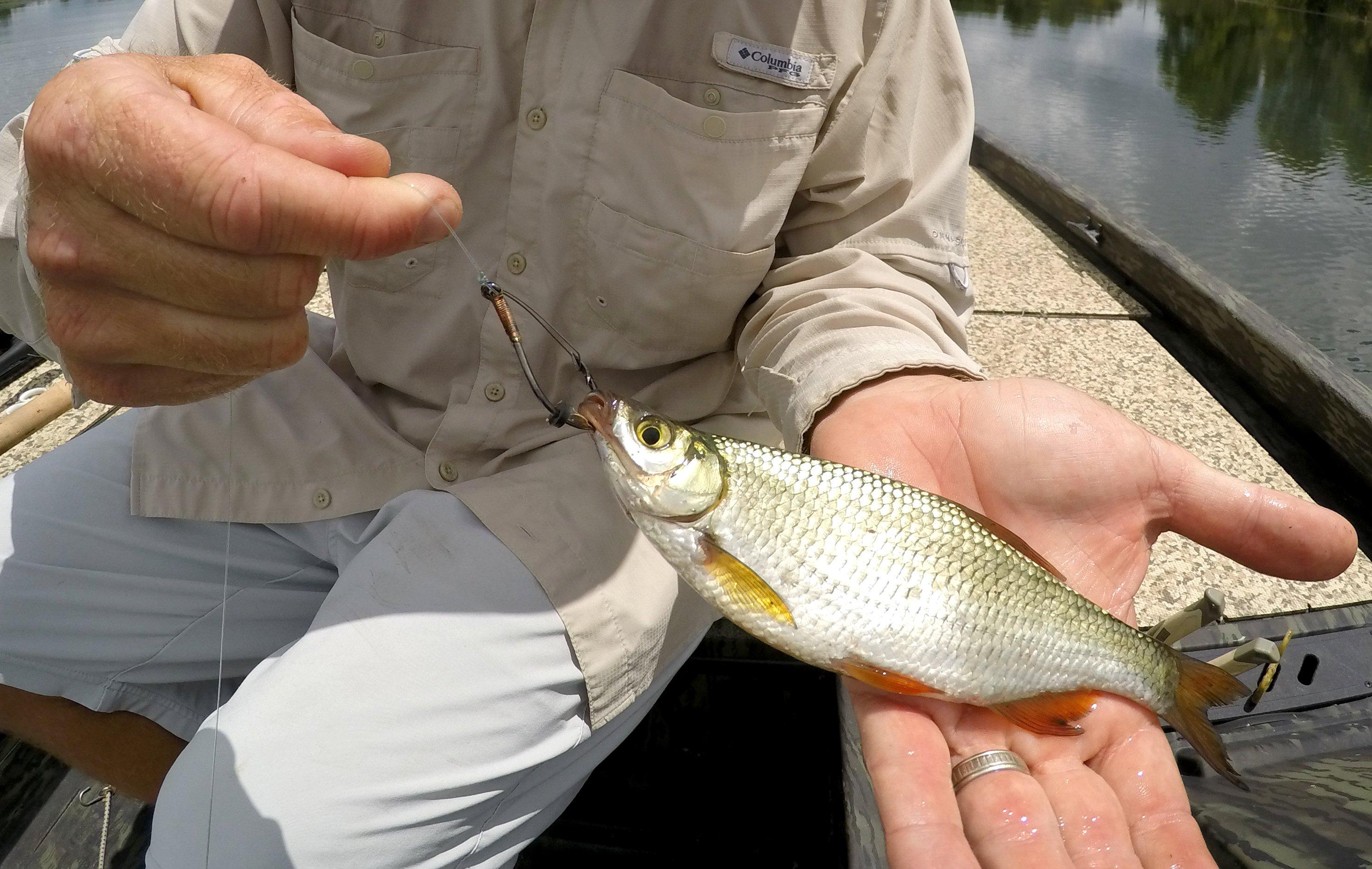 Image: bait_rig_7