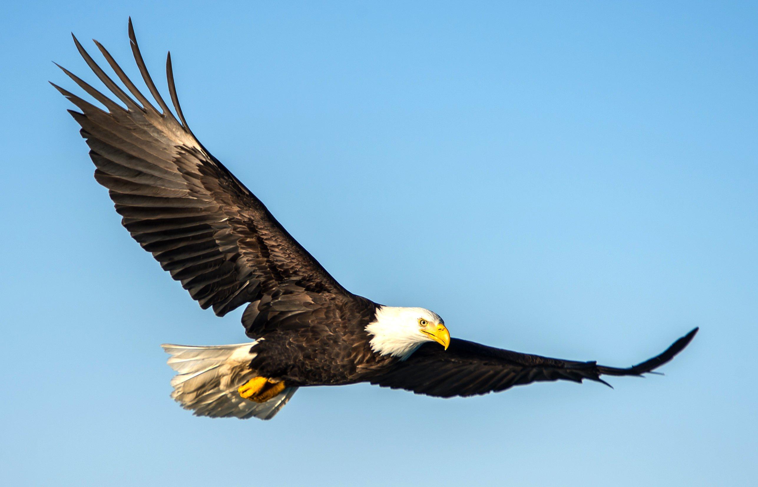 Image: bald_eagle_mn