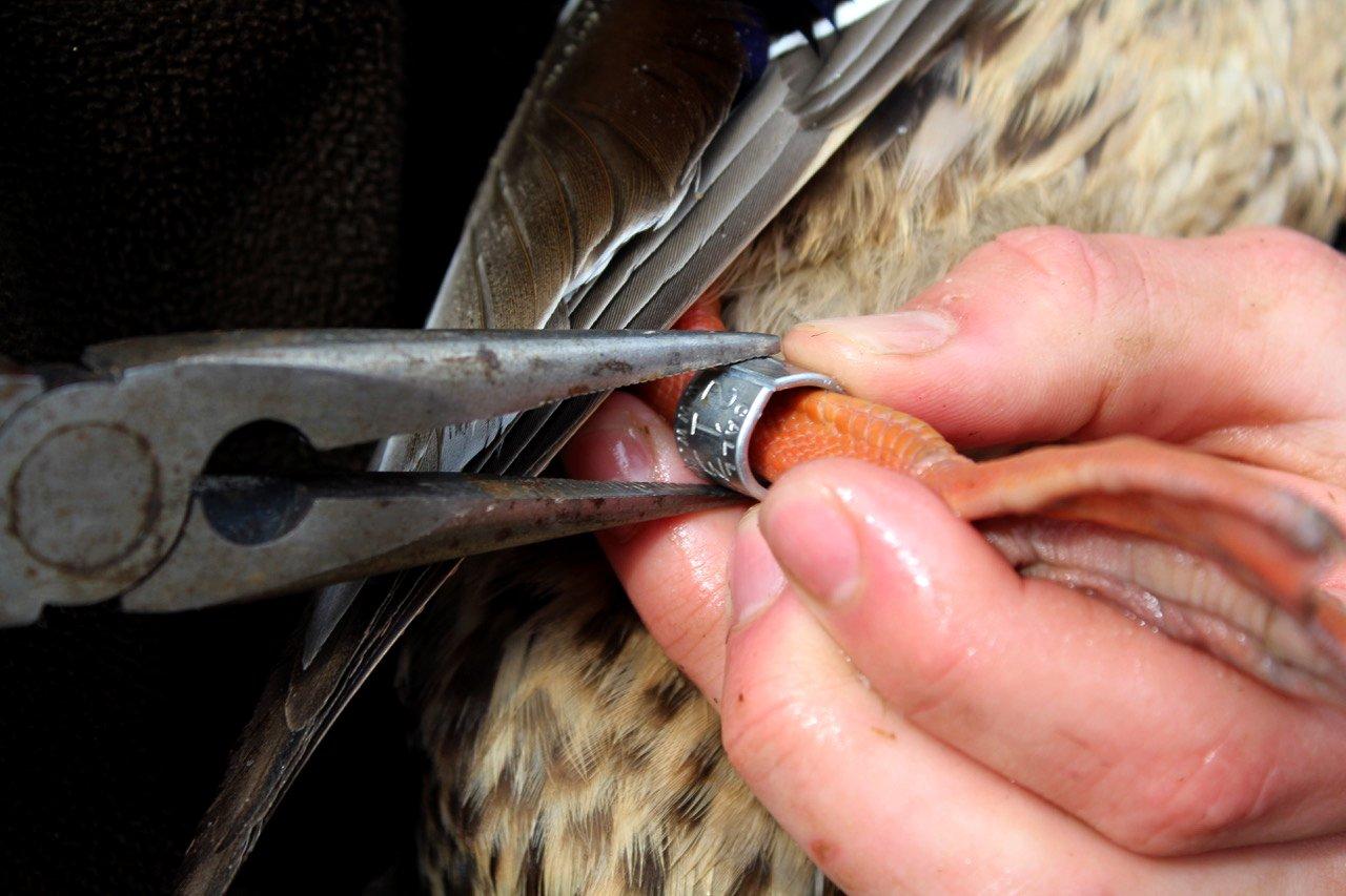 Image: banding_ducks