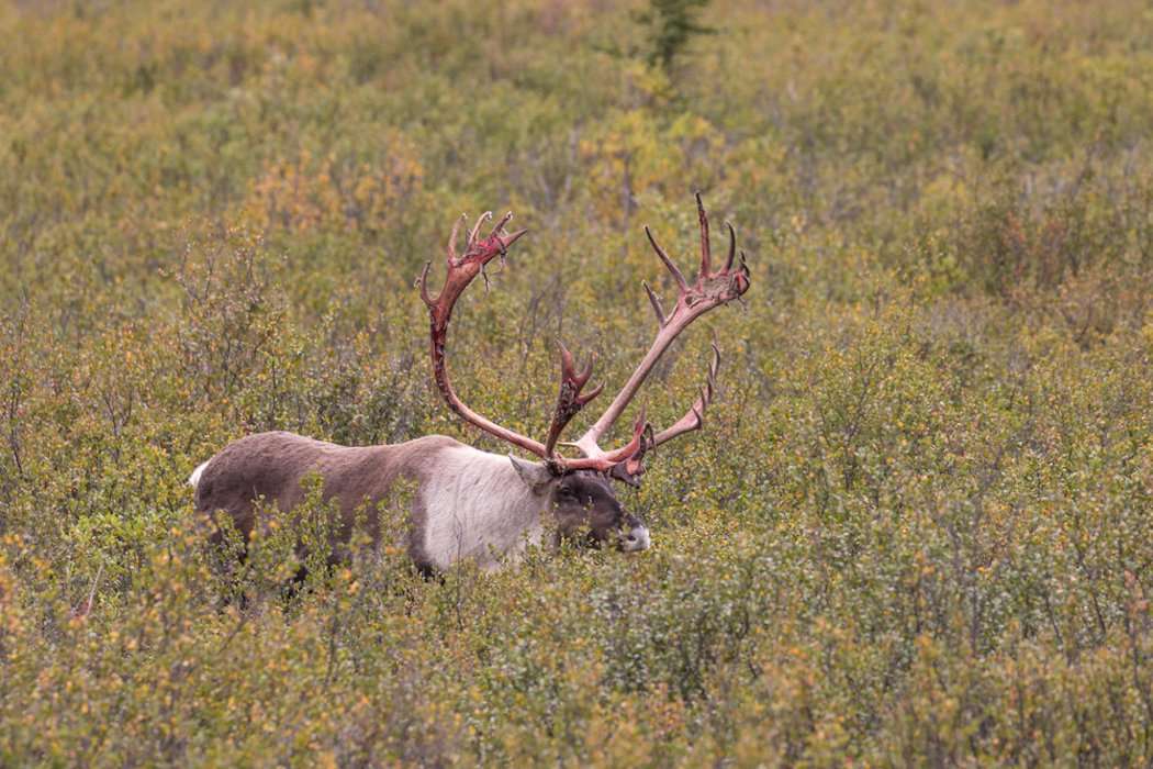 Central Canadian Barren Ground Caribou