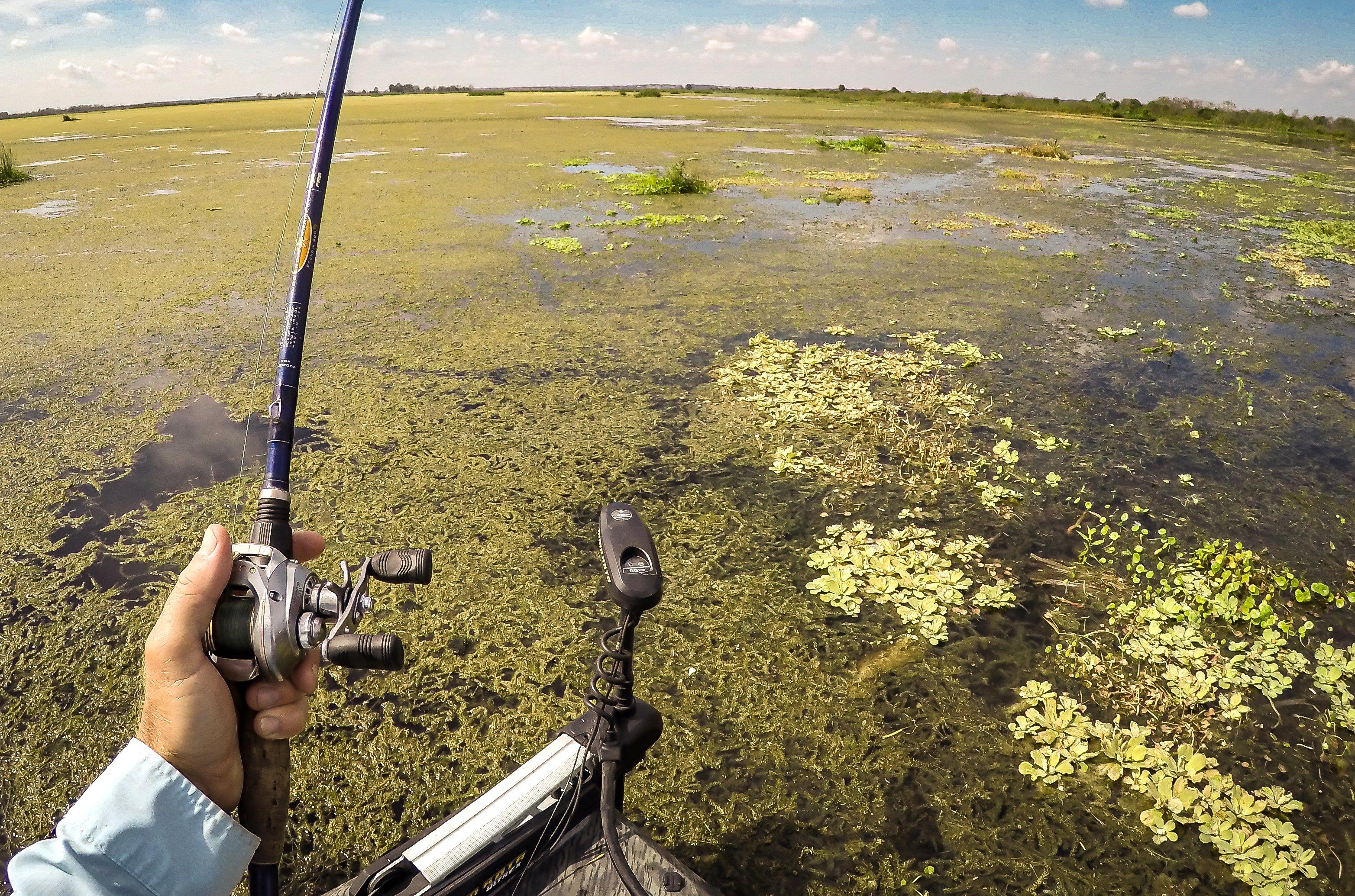 Image: bass_flipping_2