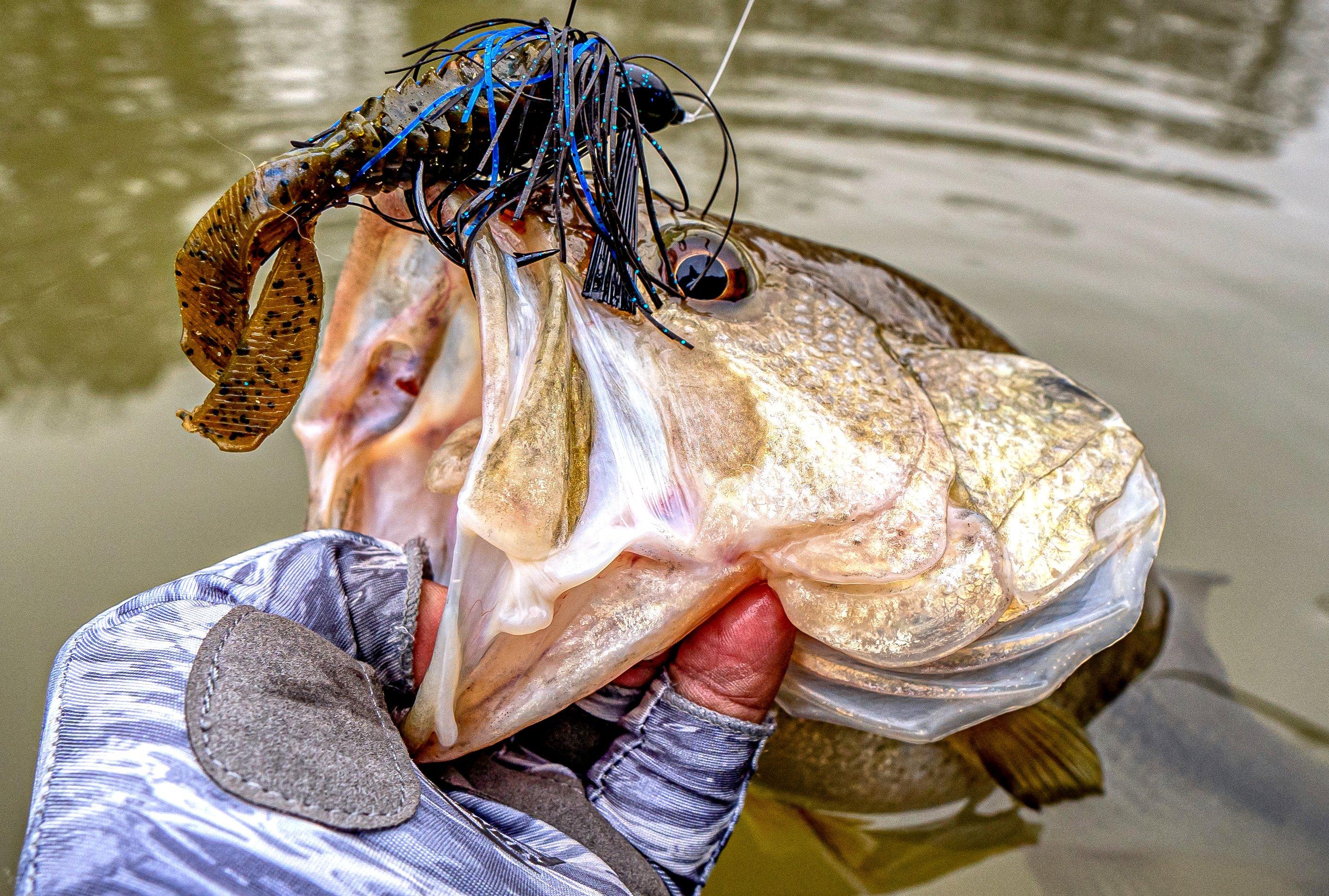 Image: bass_jig_8