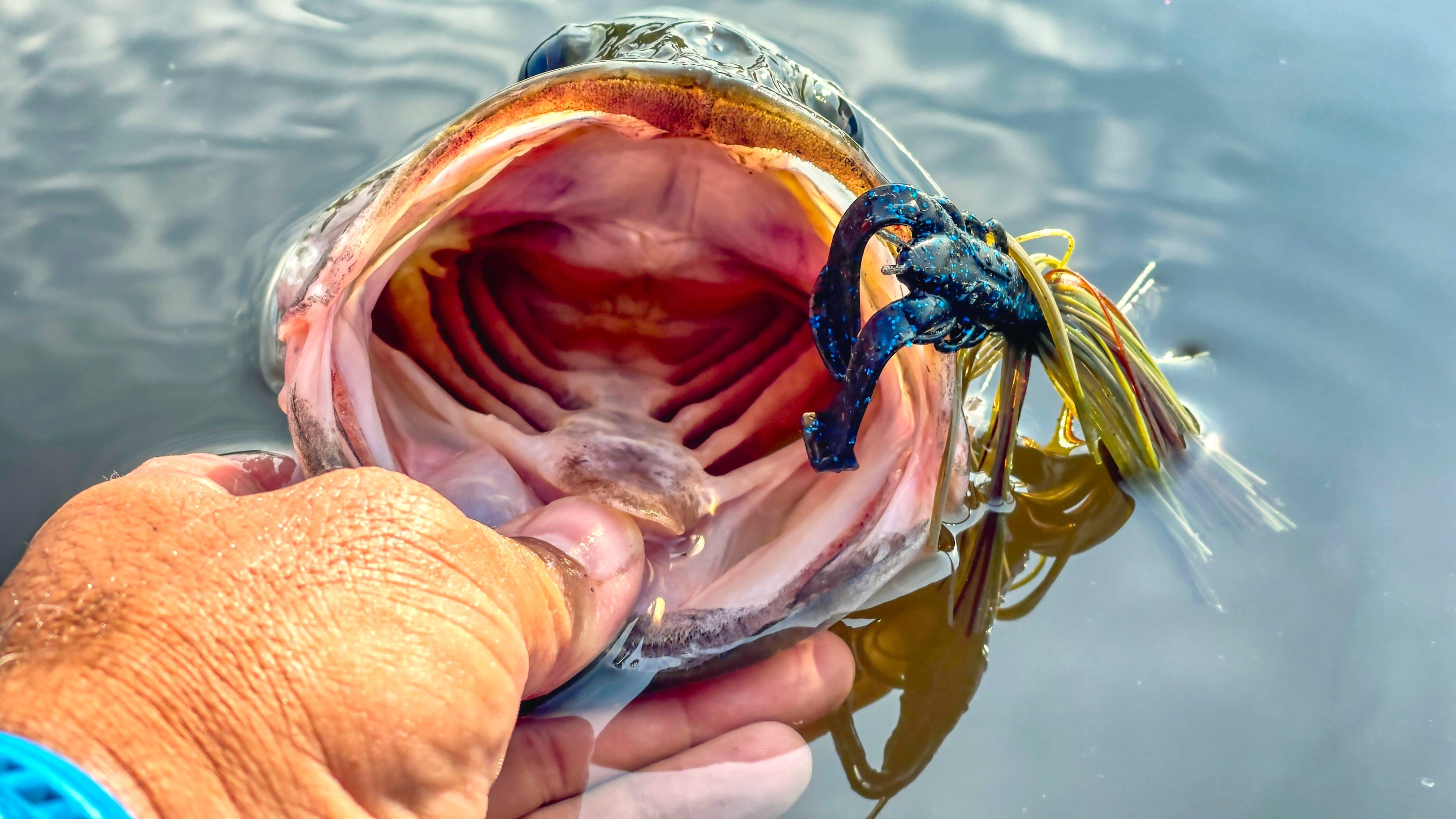 Image: bass_jig_9