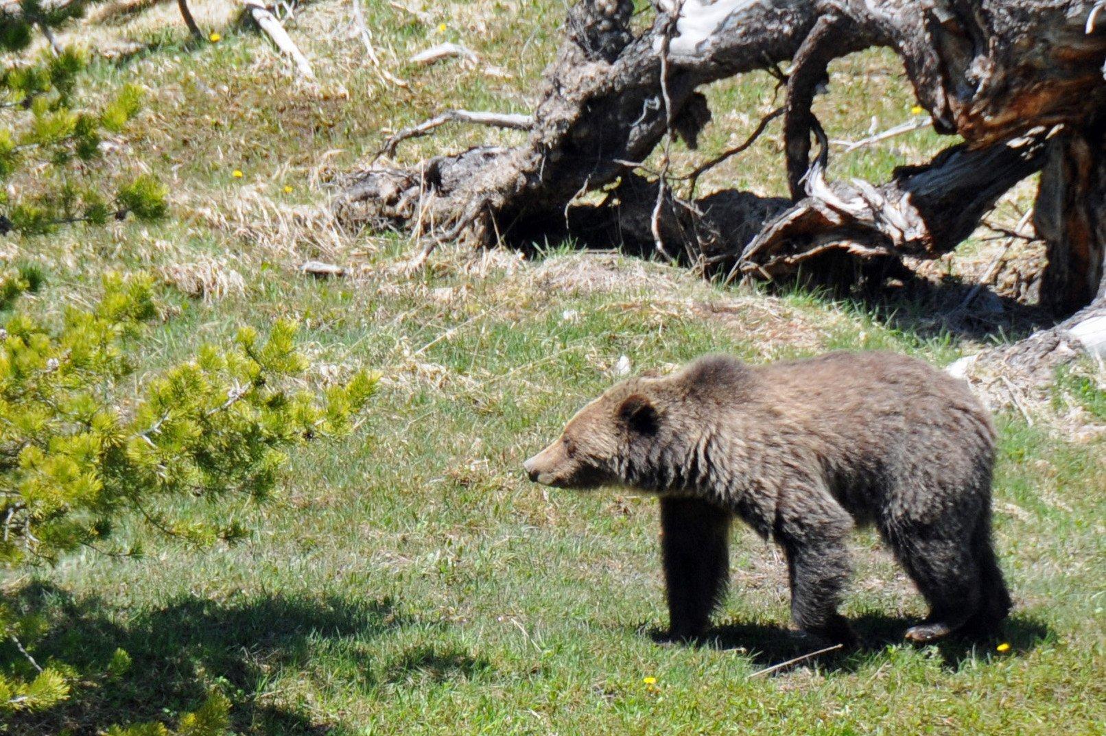 A runner and a young grizzly bear collided on a trail in Glacier National Park. (Image by Stephanie Mallory)