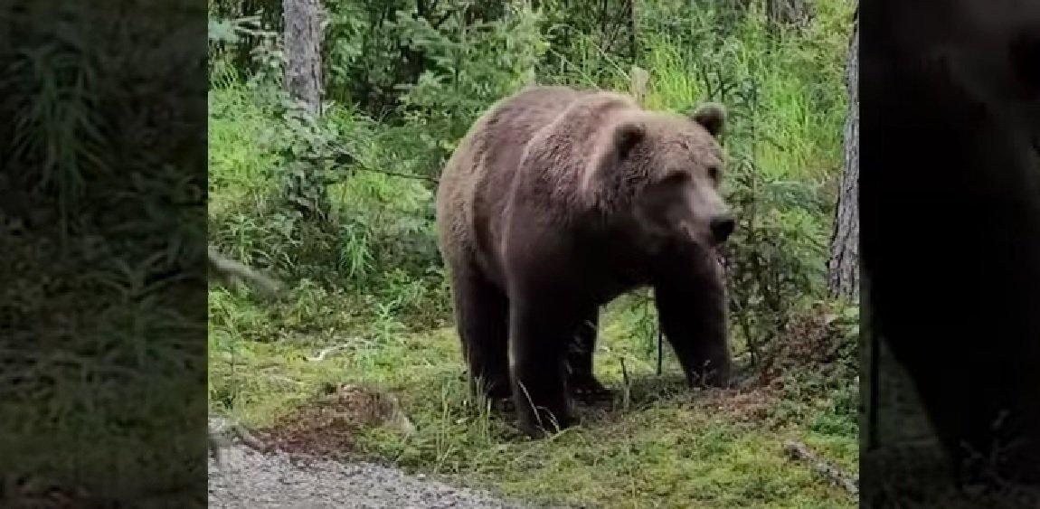 A black bear attacked and killed Darsh Patel, 22, while he was hiking in New Jersey's Apshawa Preserve.