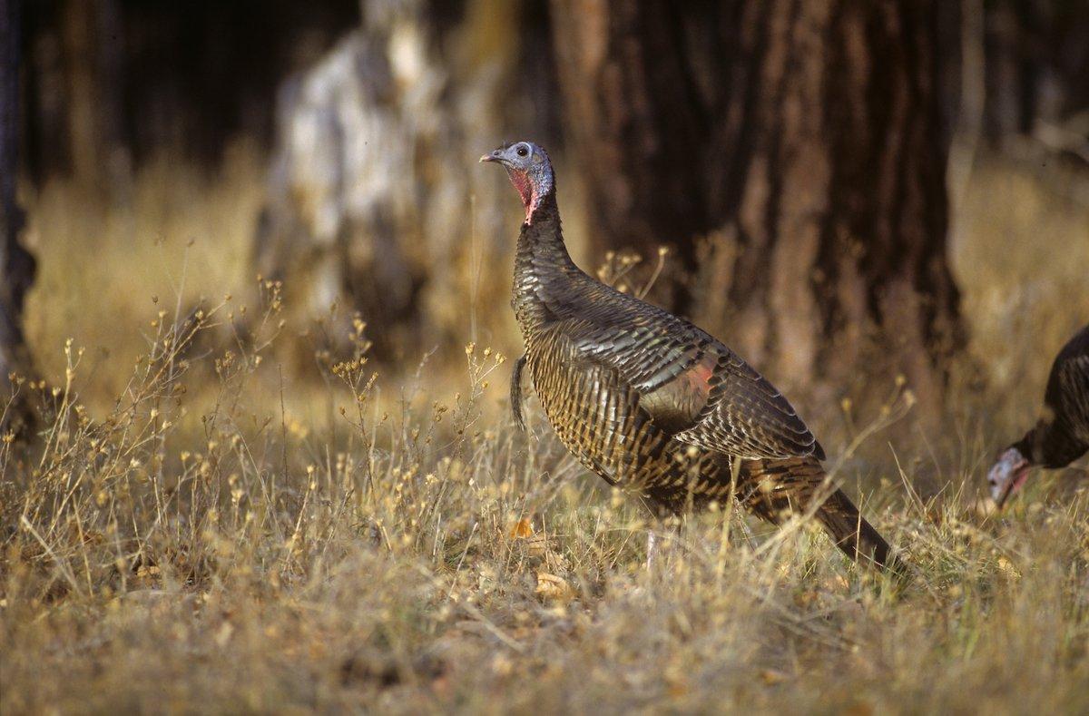 Fall turkey seasons are open in 42 states around the country and often include 