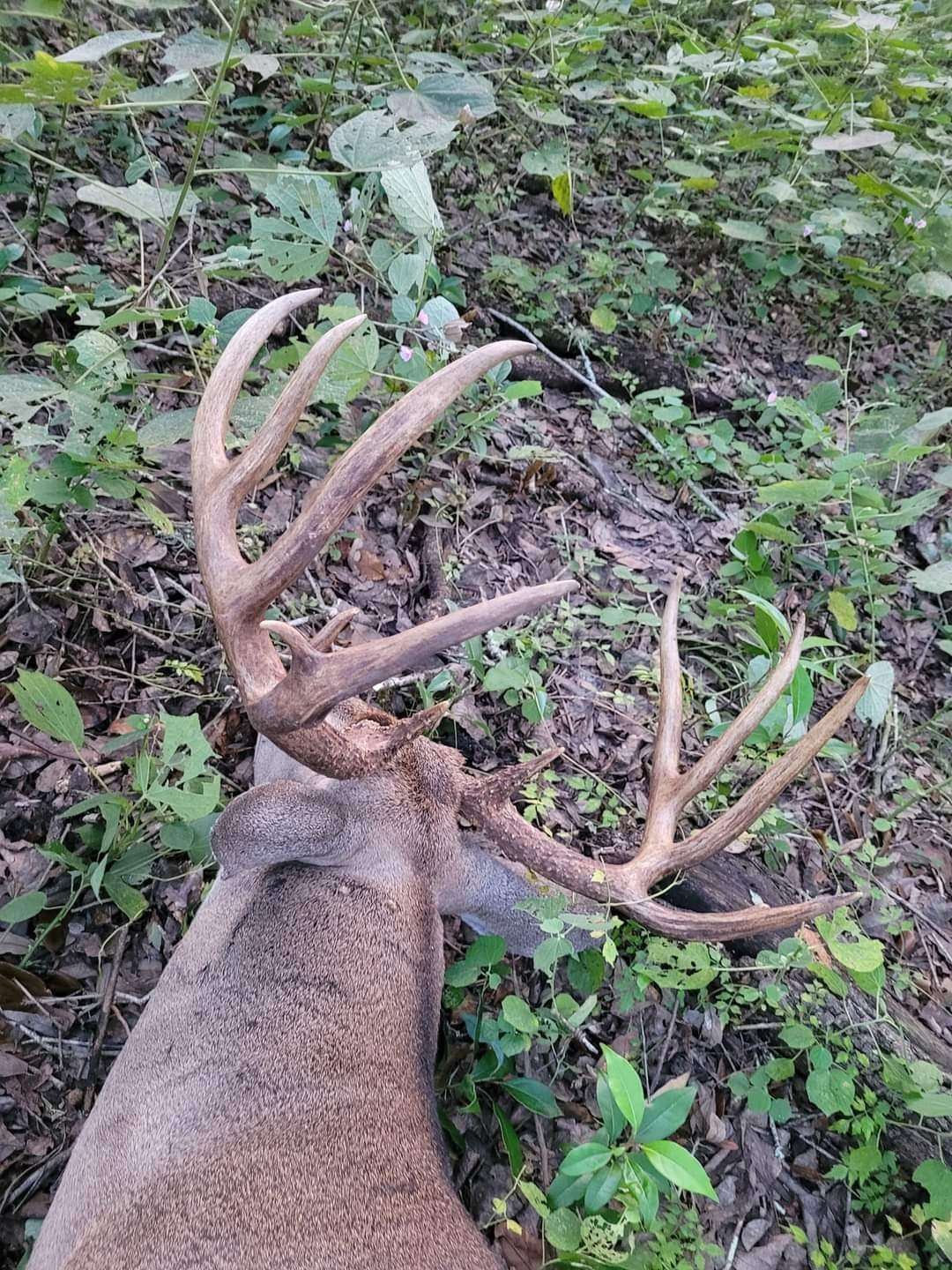 The Beasley buck features some neat kickers. Image courtesy of Cody Beasley