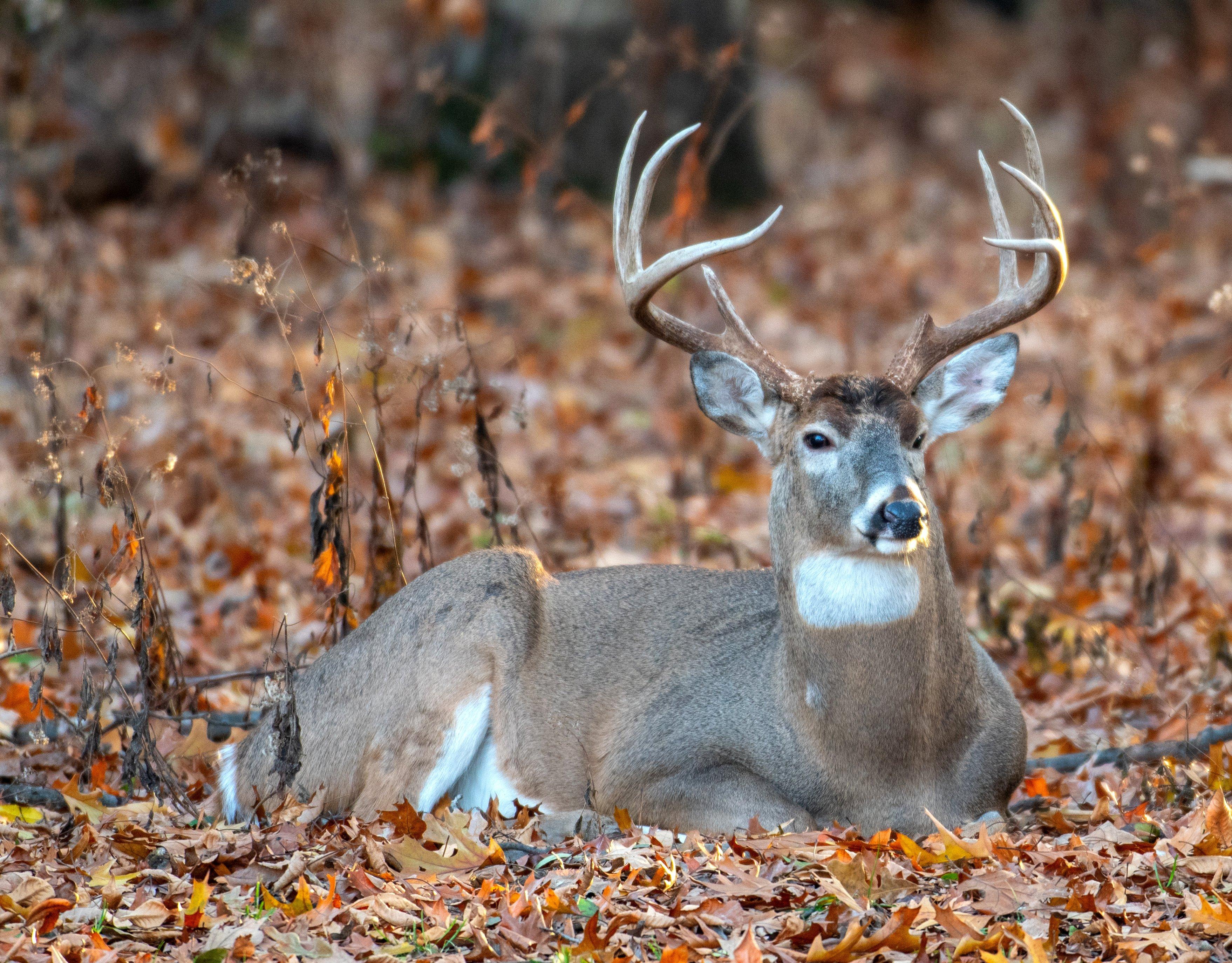 Image: bedded_buck