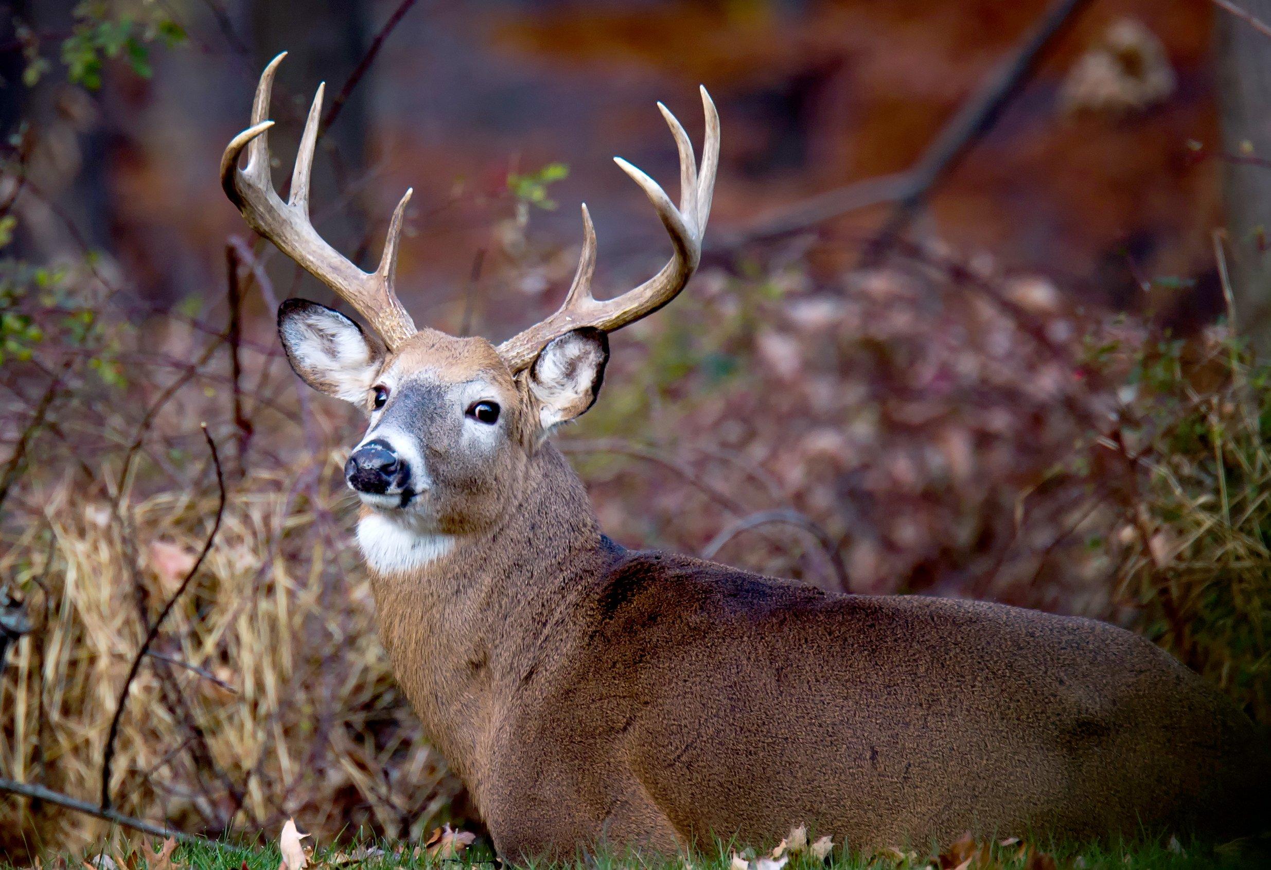 Image: bedded_buck_timber_2