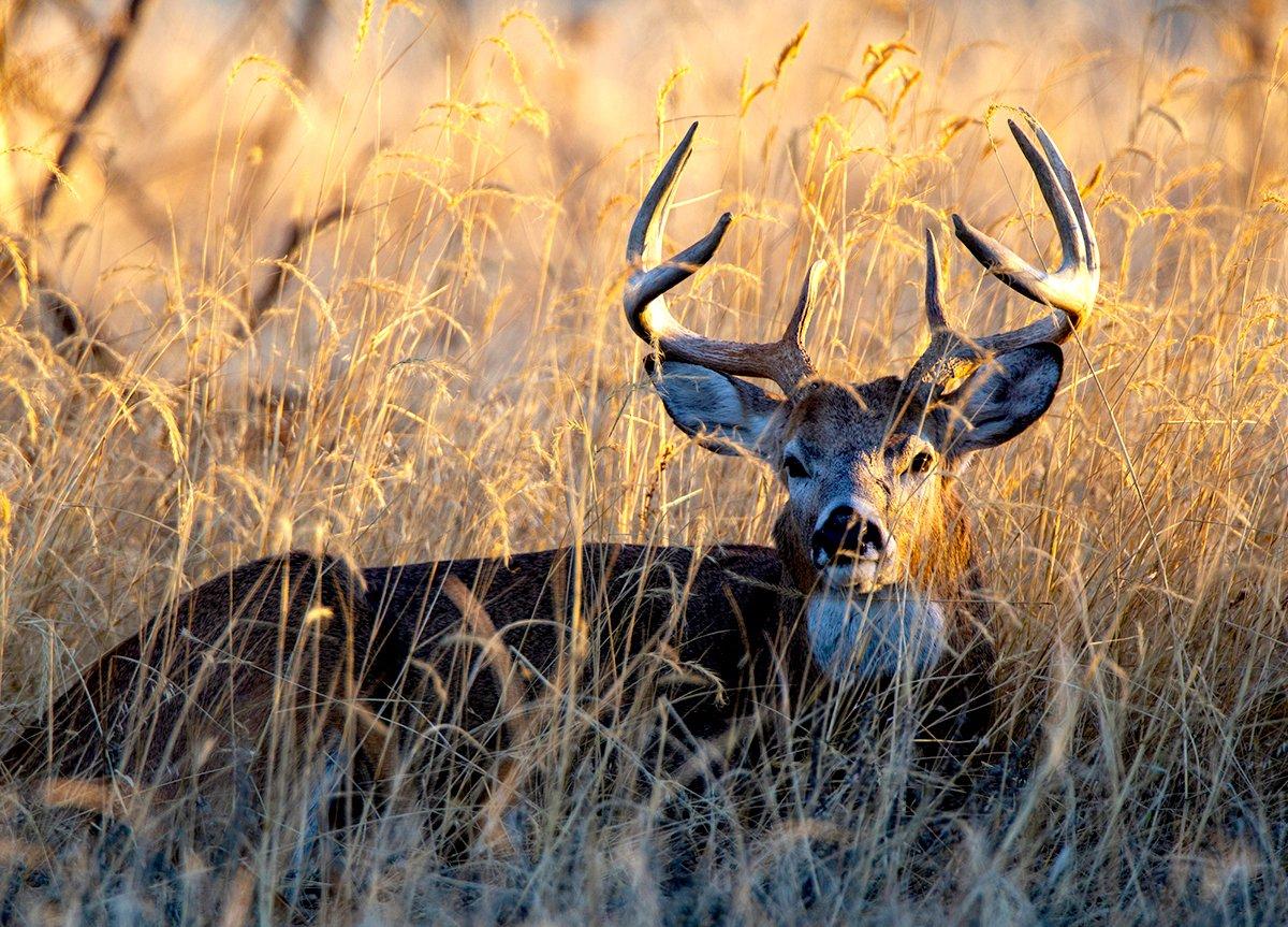 Hunting seasons may be over, but whitetails are still making the news. Image by Russell Graves