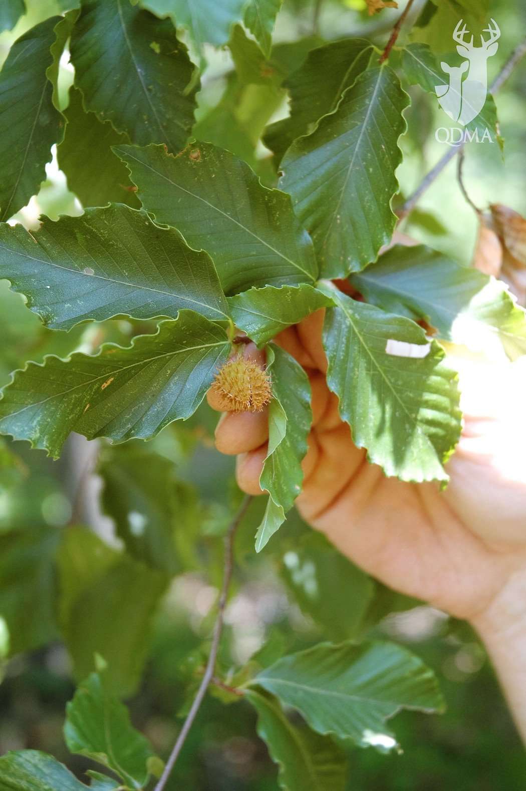 American Beech 