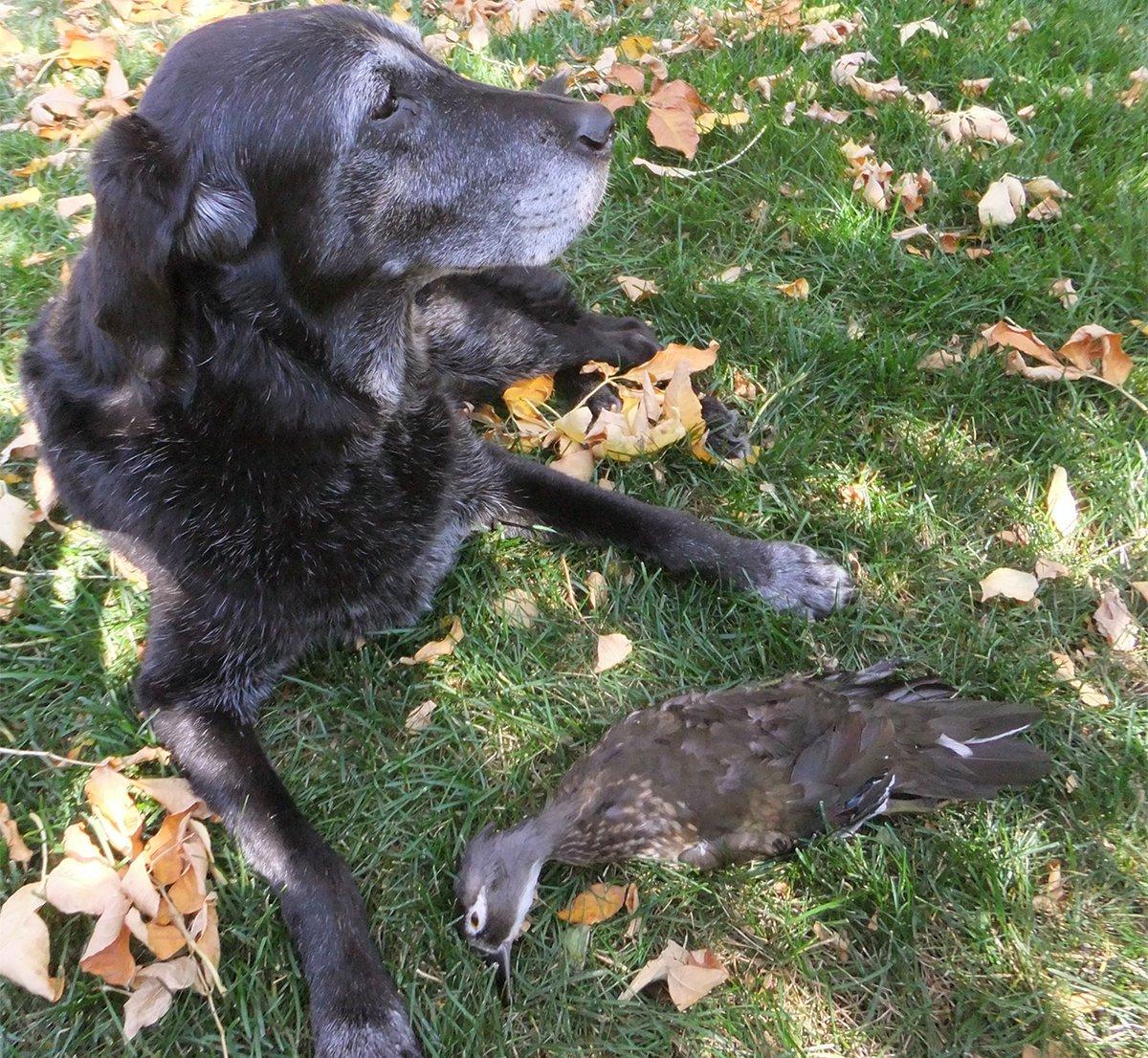 To Belle, this was just another duck in a long career. The bird proved to be a landmark, however. Photo © Brian Lovett