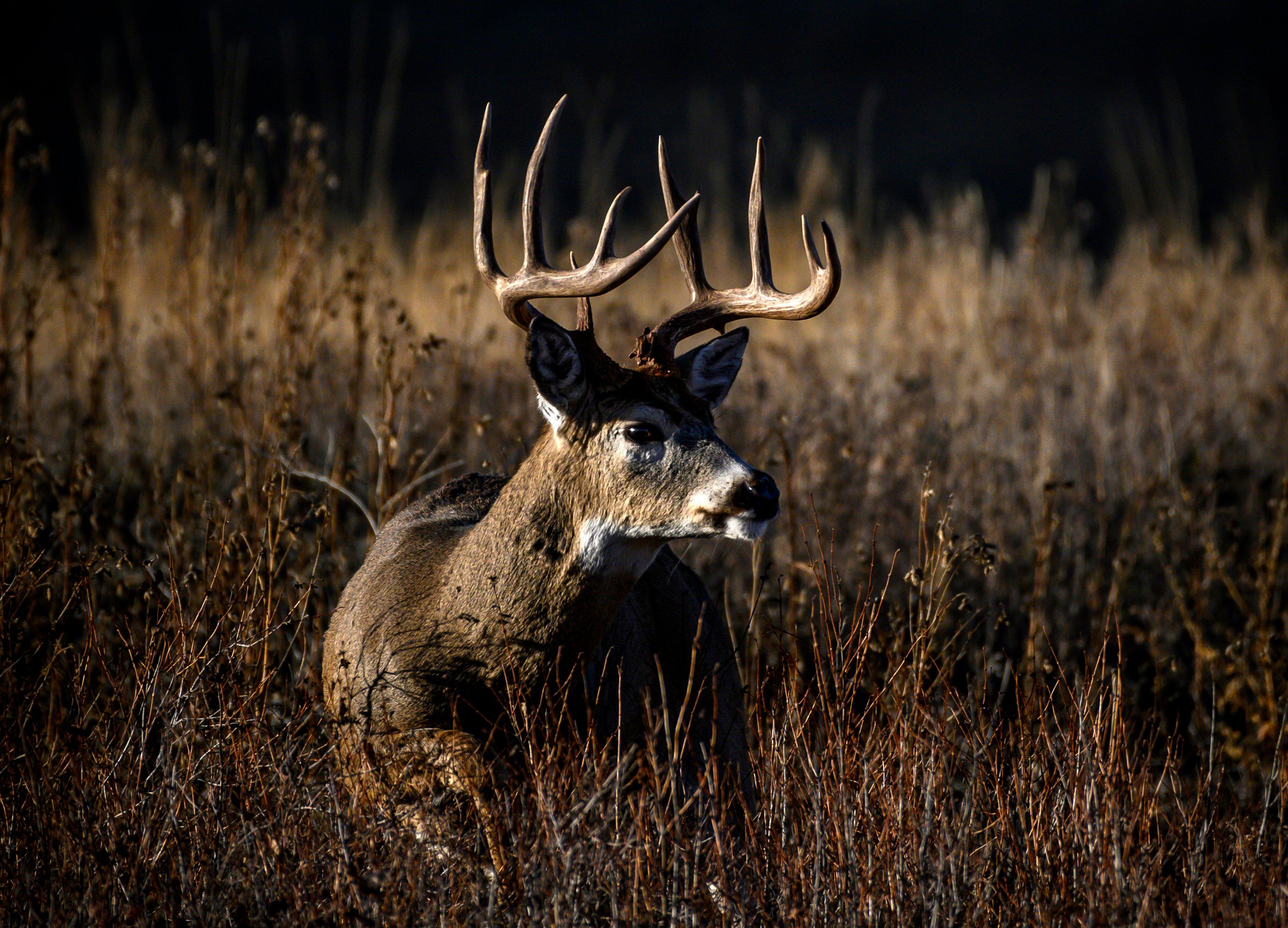 Image: best_bow_sights_5