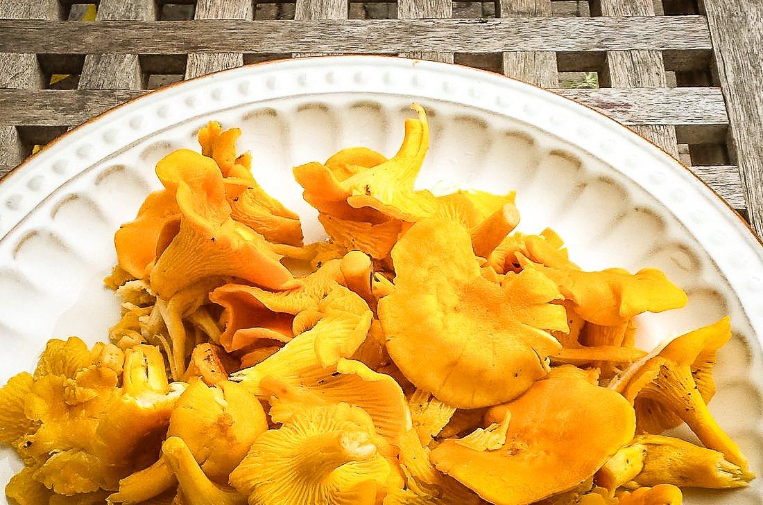 Image: best_chanterelle_1